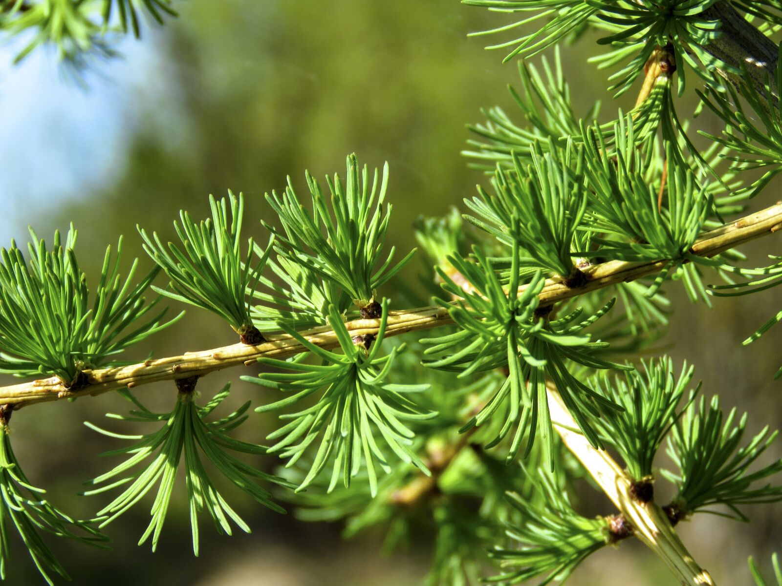 Canon PowerShot SX60 HS sample photo. Branch, larch, needles photography