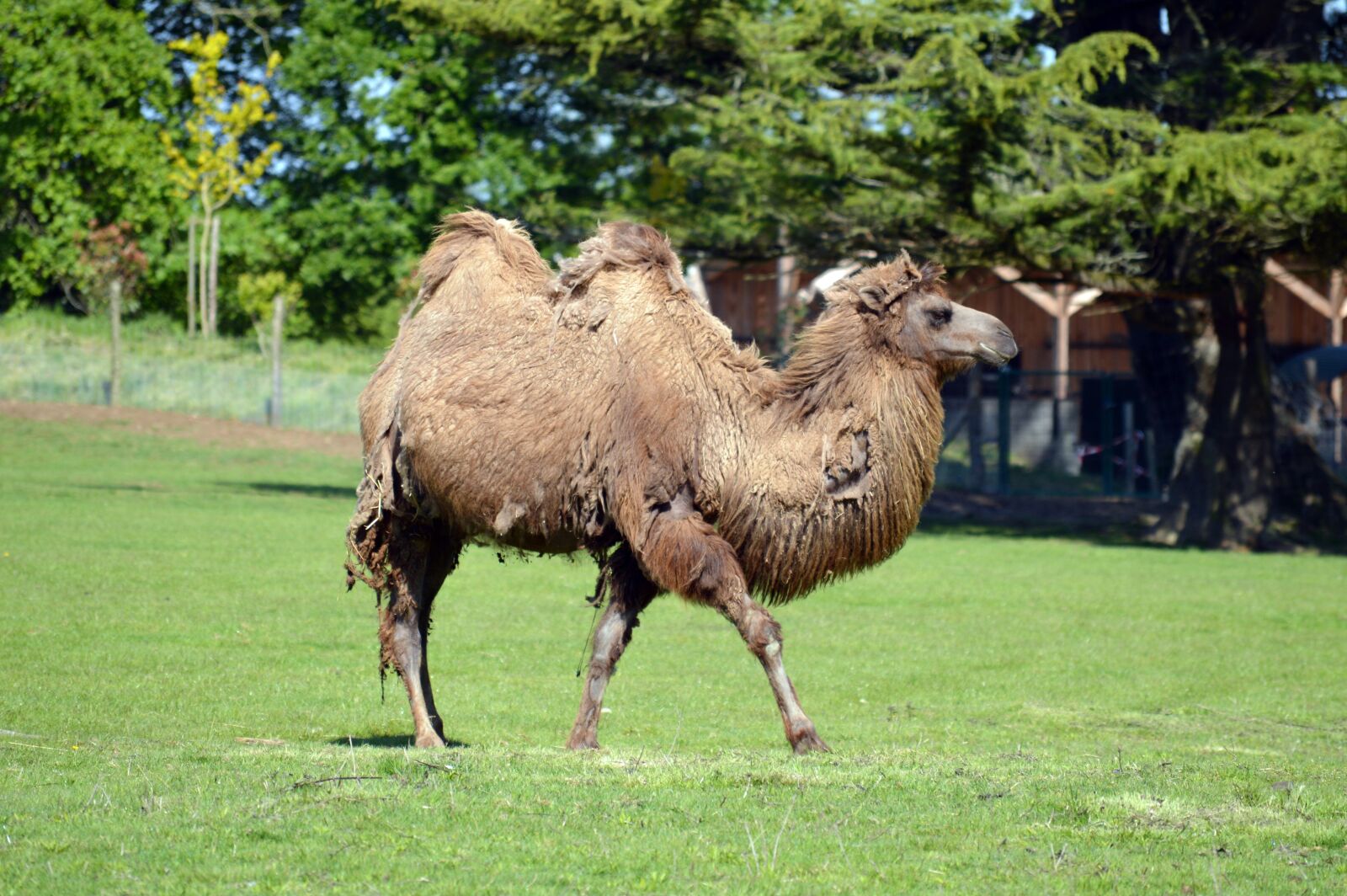 Nikon D3200 sample photo. Camel, camelid, nature photography