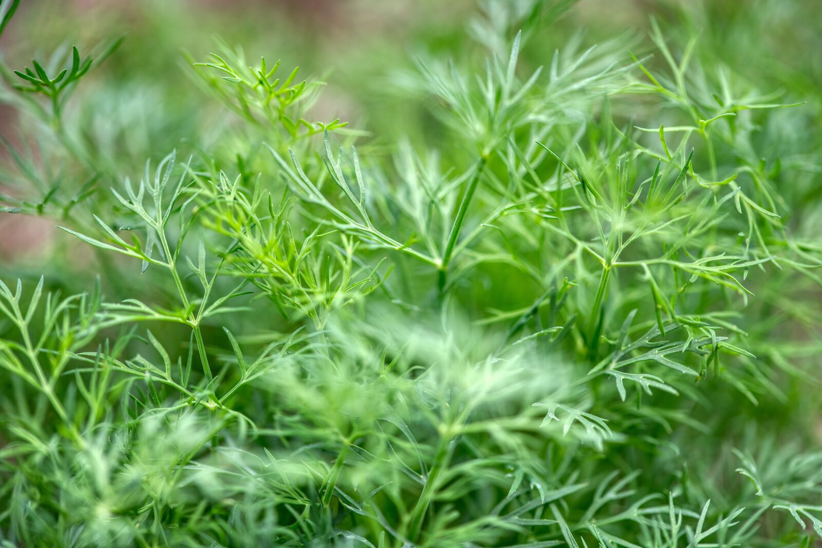 Nikon D750 sample photo. Dill, cucumber herb, dill photography