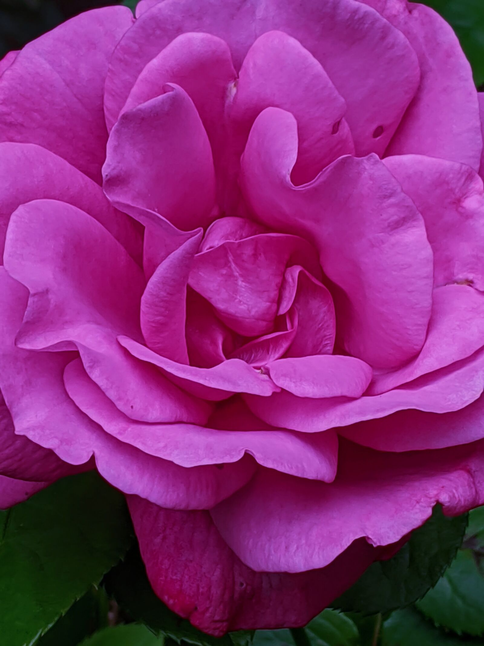 Google Pixel 3 XL sample photo. Rose, pink rose, pink photography
