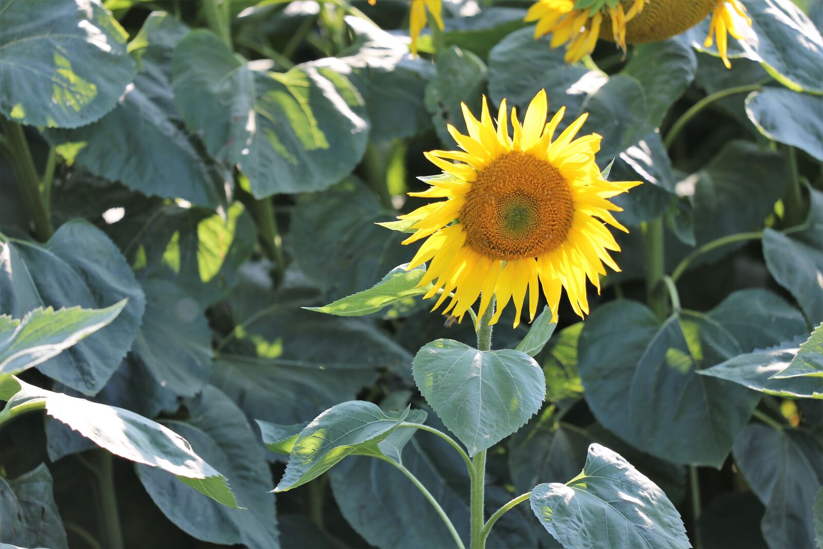 Canon EF 70-300 F4-5.6 IS II USM sample photo. Sunflower, bloom, plant photography