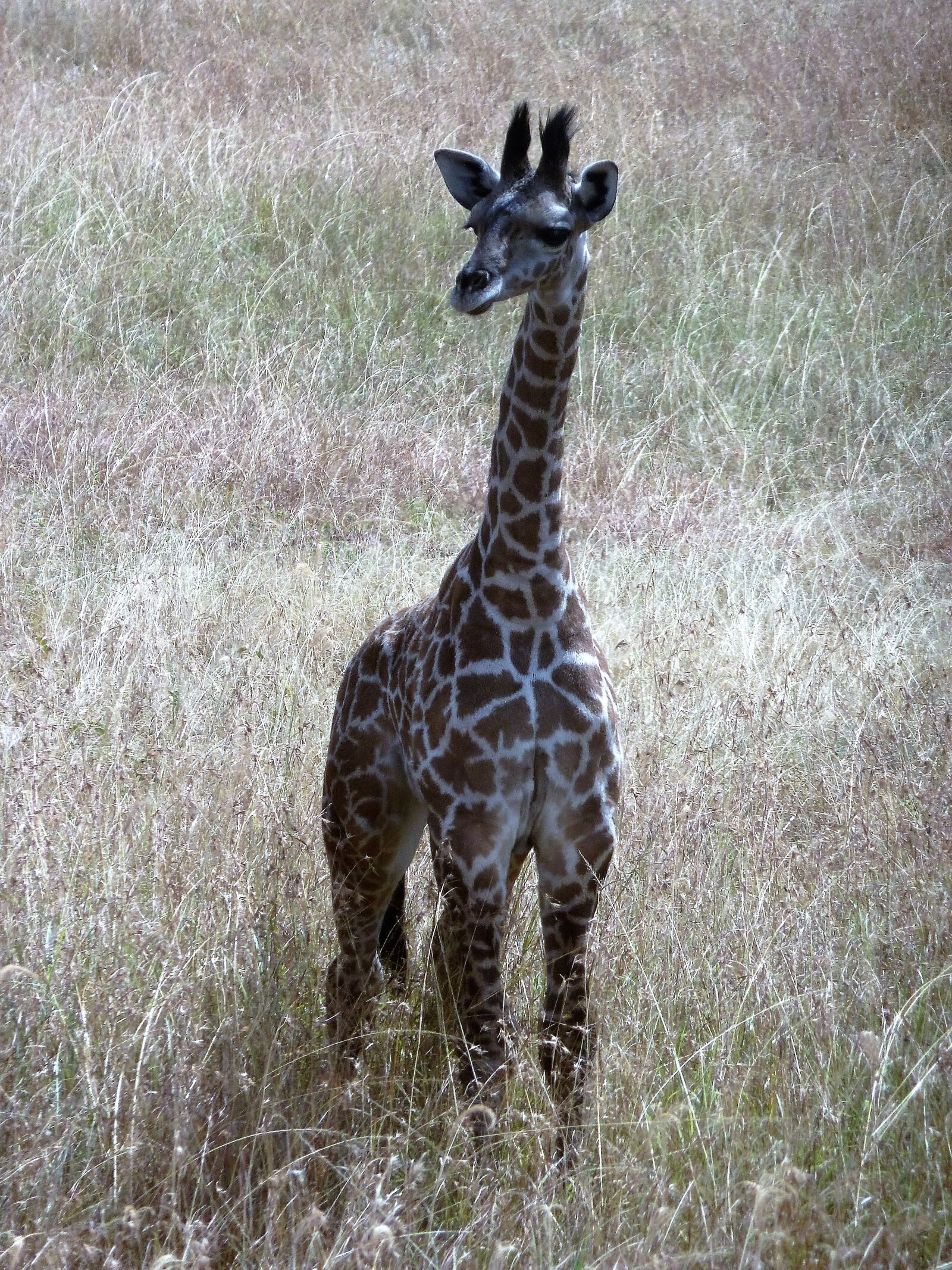 Panasonic Lumix DMC-ZS5 (Lumix DMC-TZ8) sample photo. Giraffe, wild, tanzania photography