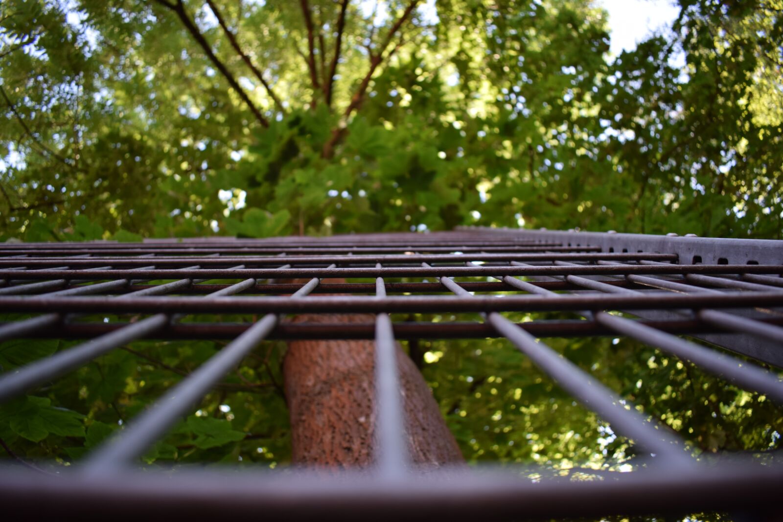 Nikon D3300 sample photo. Grid, nature, fence photography