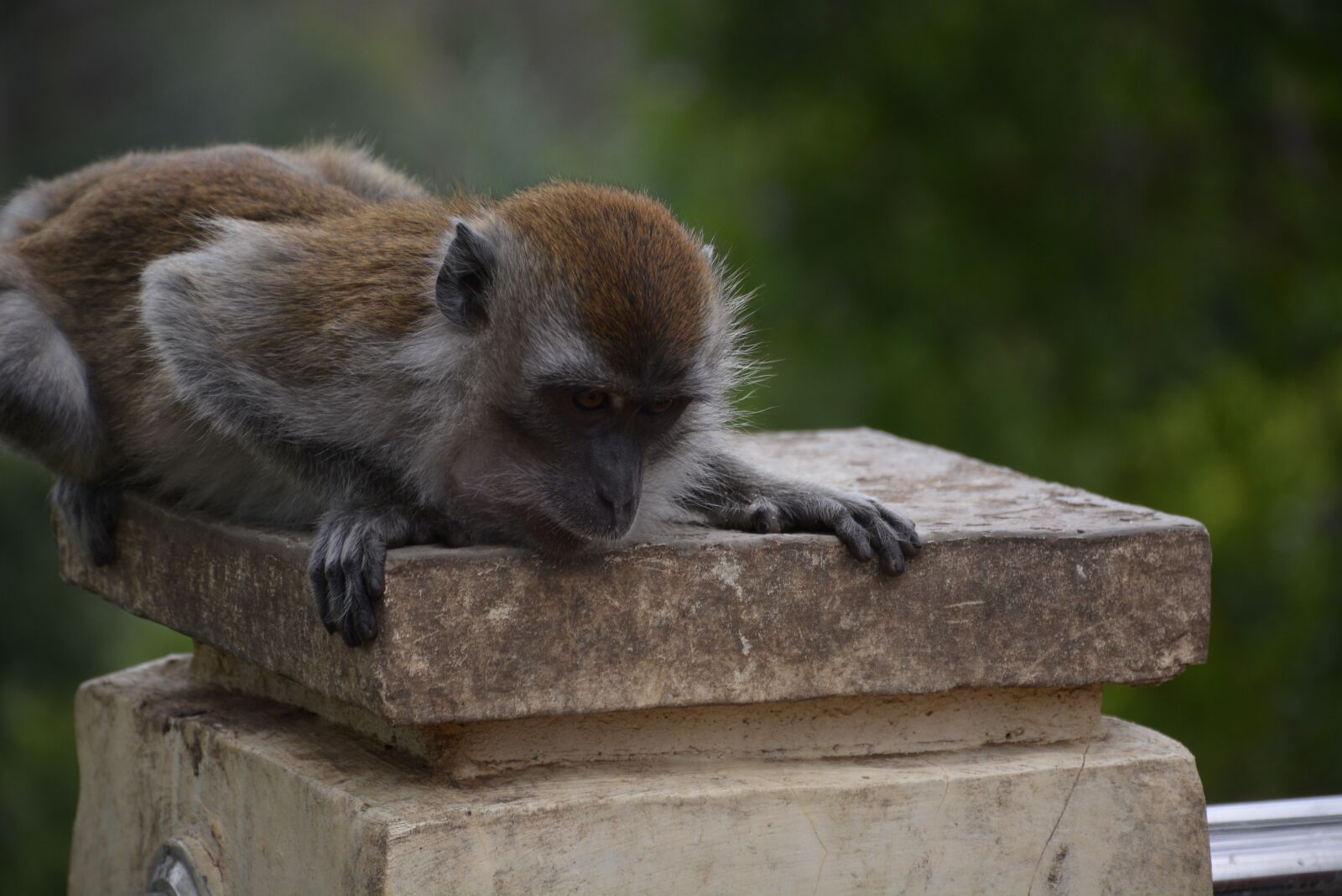 Nikon D5200 sample photo. Monkey, macaque, animal photography
