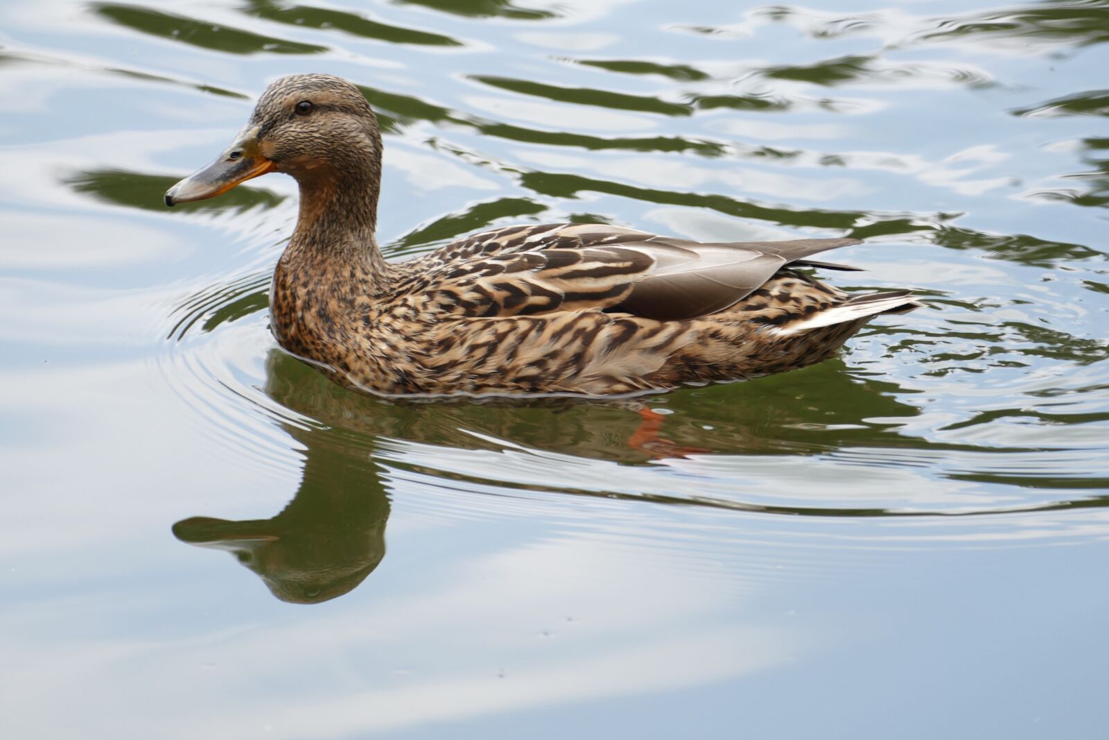Panasonic Lumix DMC-FZ1000 sample photo. Duck, pond, forest photography