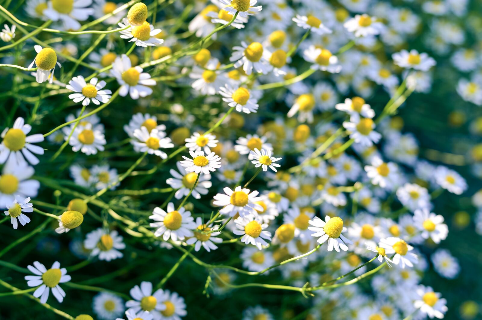 Nikon Df sample photo. Flowers, natural, spring photography