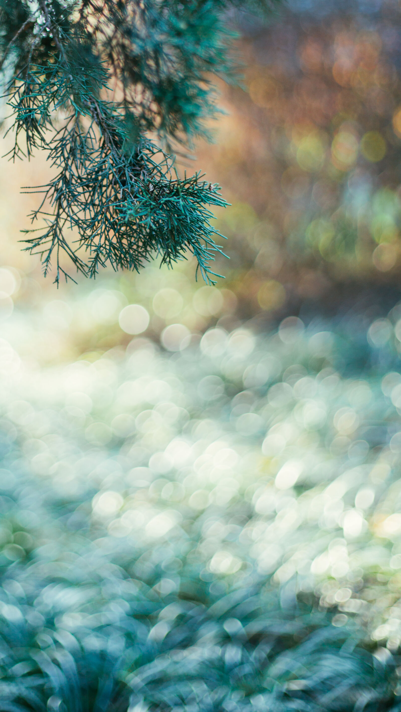 Canon EOS 5D Mark III sample photo. Blur, bokeh, close, up photography