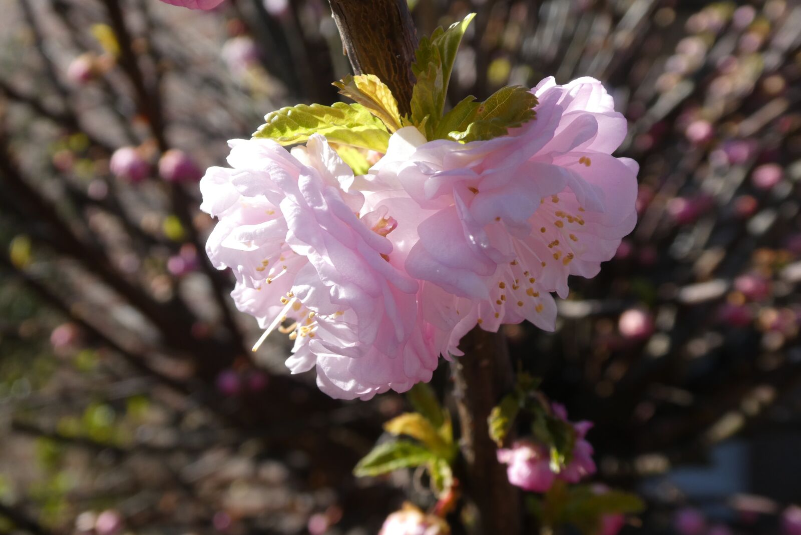 Panasonic Lumix DC-ZS70 (Lumix DC-TZ90) sample photo. Blossom, flowers, spring photography