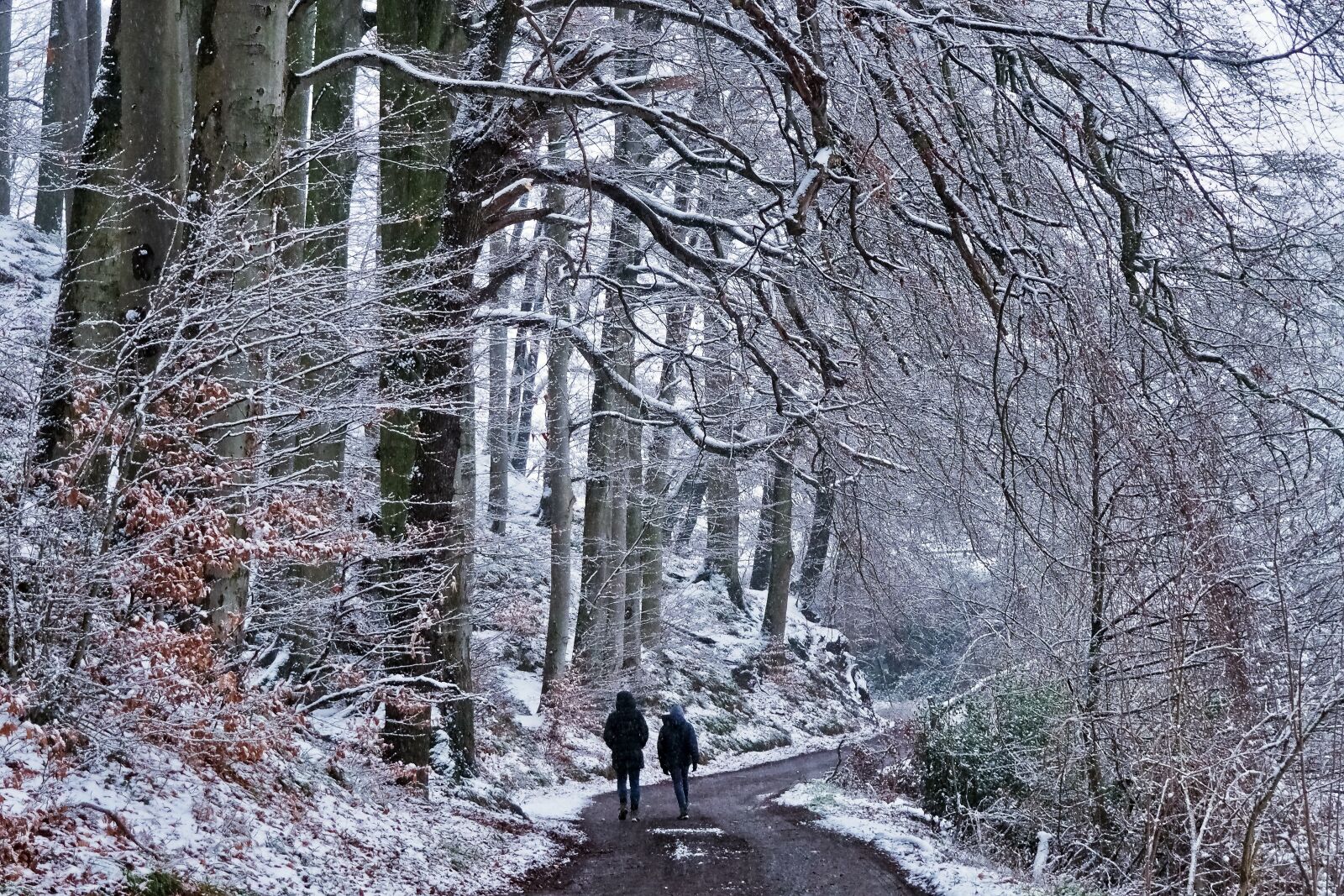 Olympus OM-D E-M10 sample photo. Forest, winter, nature photography