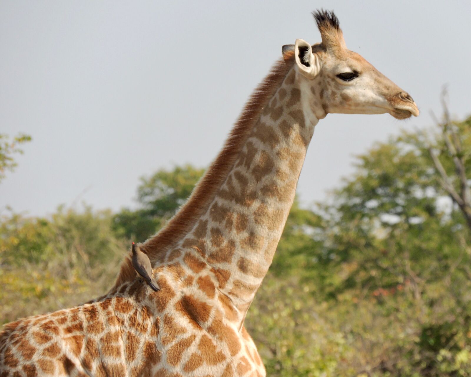 Nikon Coolpix P510 sample photo. Africa, nature, giraffe photography