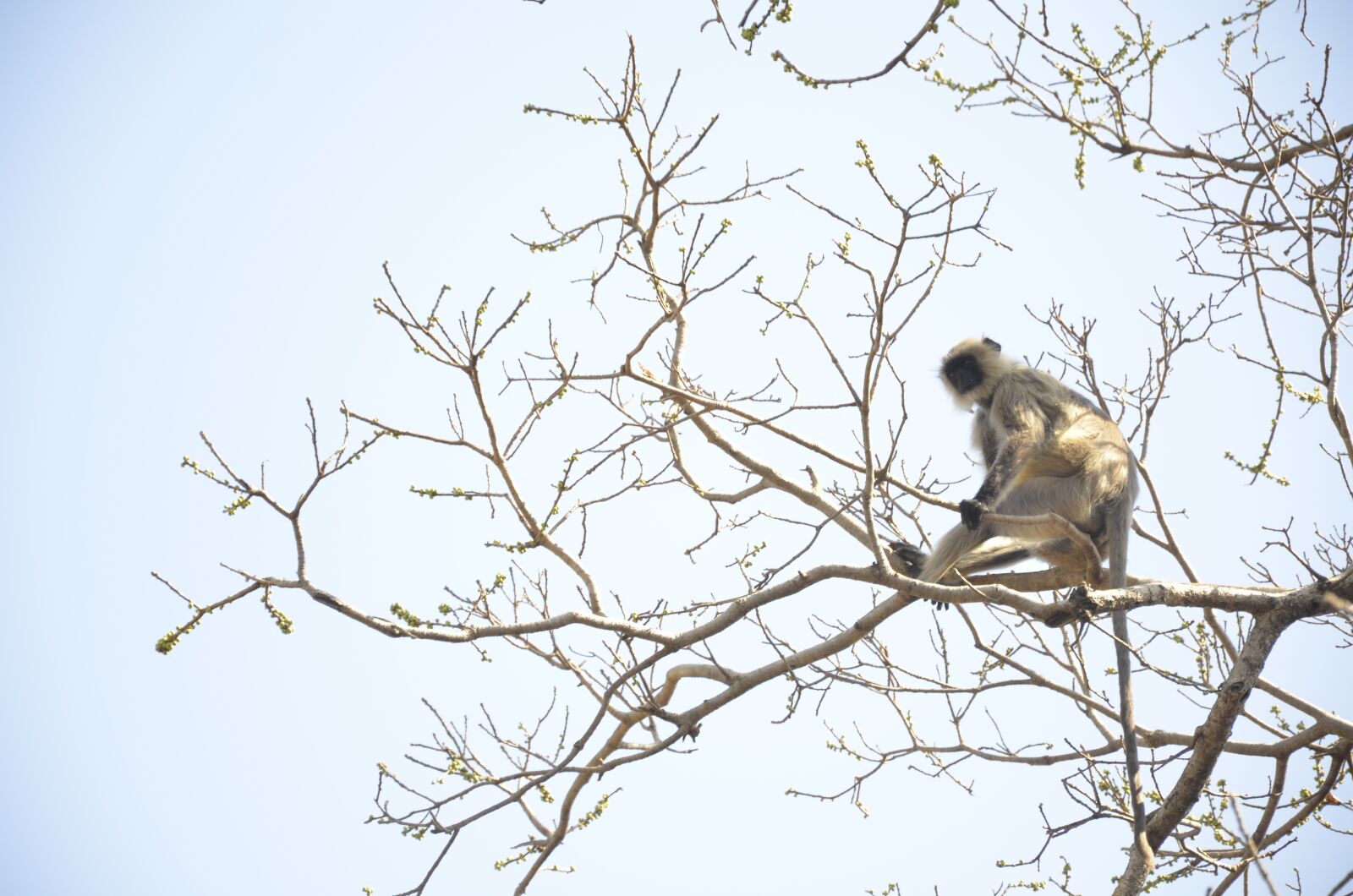 Nikon D7000 sample photo. Animal, monkey, forest photography
