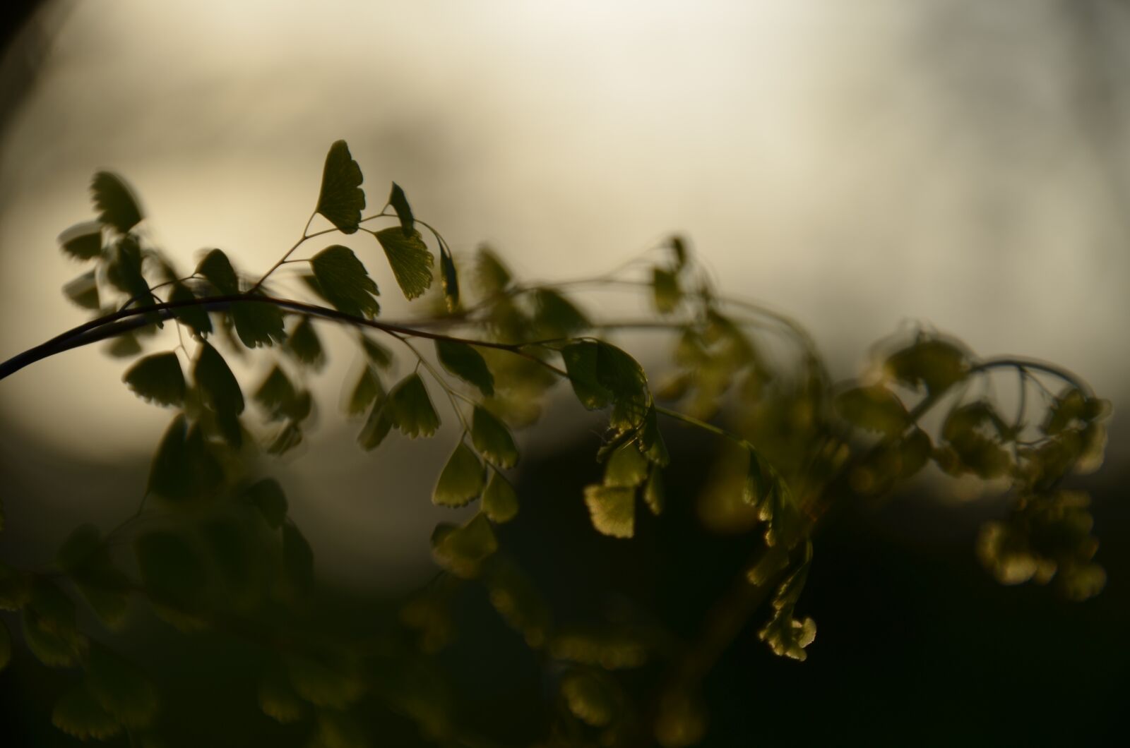 Nikon D5100 sample photo. árvore, tree, folha photography