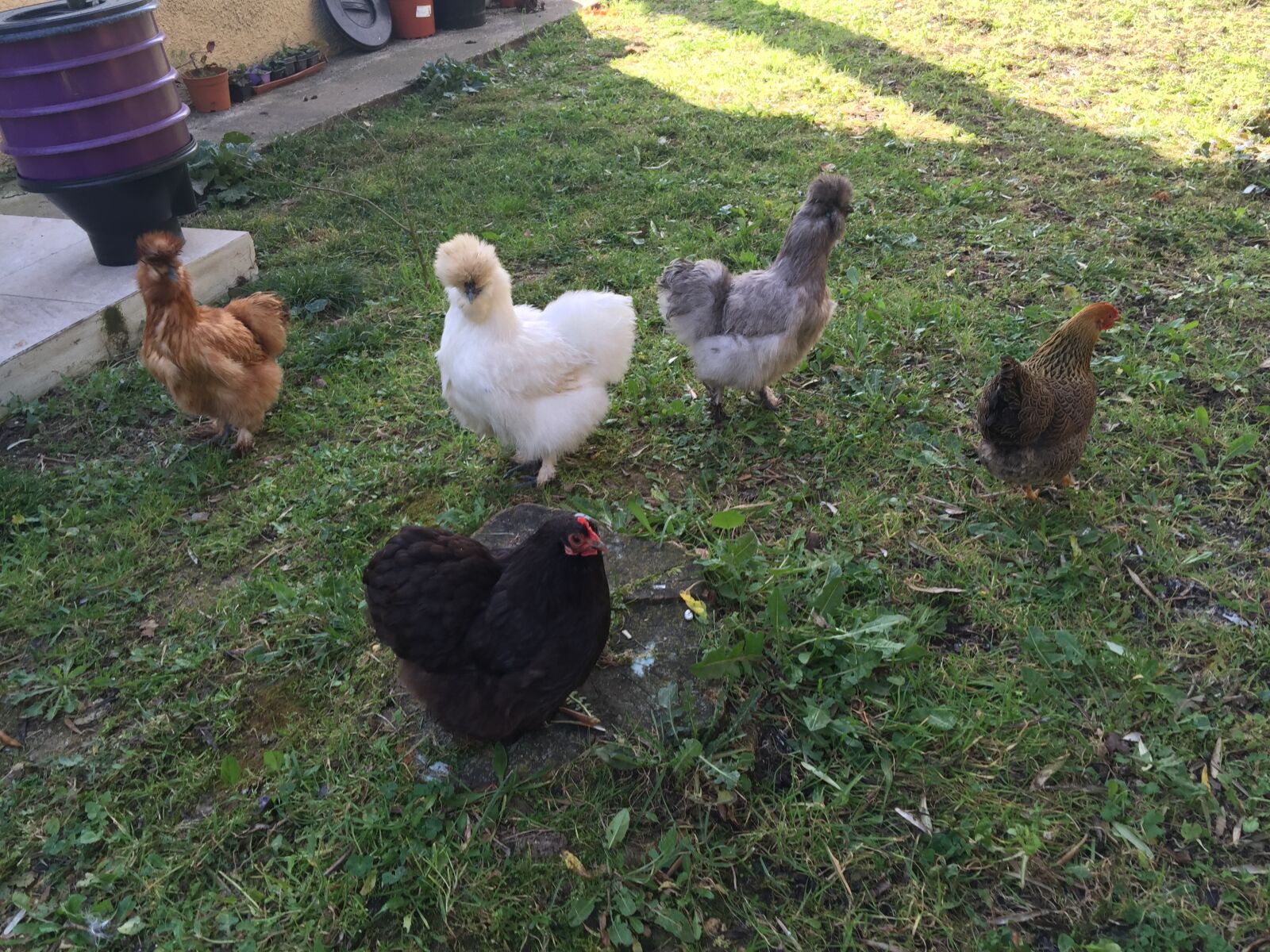 iPhone 6 Plus back camera 4.15mm f/2.2 sample photo. Poules, de, luxe photography
