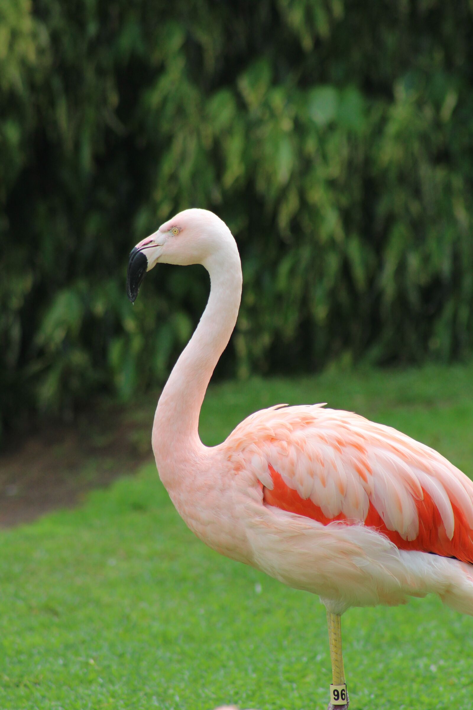 Canon EF75-300mm f/4-5.6 sample photo. Pink flamingo, animal, pink photography