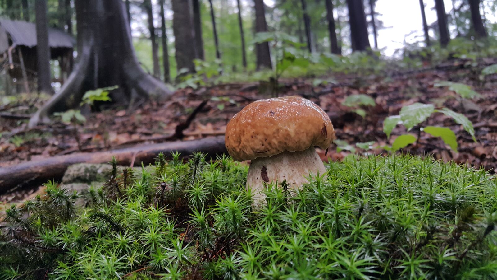 Samsung Galaxy Note4 sample photo. Mushroom, nature, autumn photography