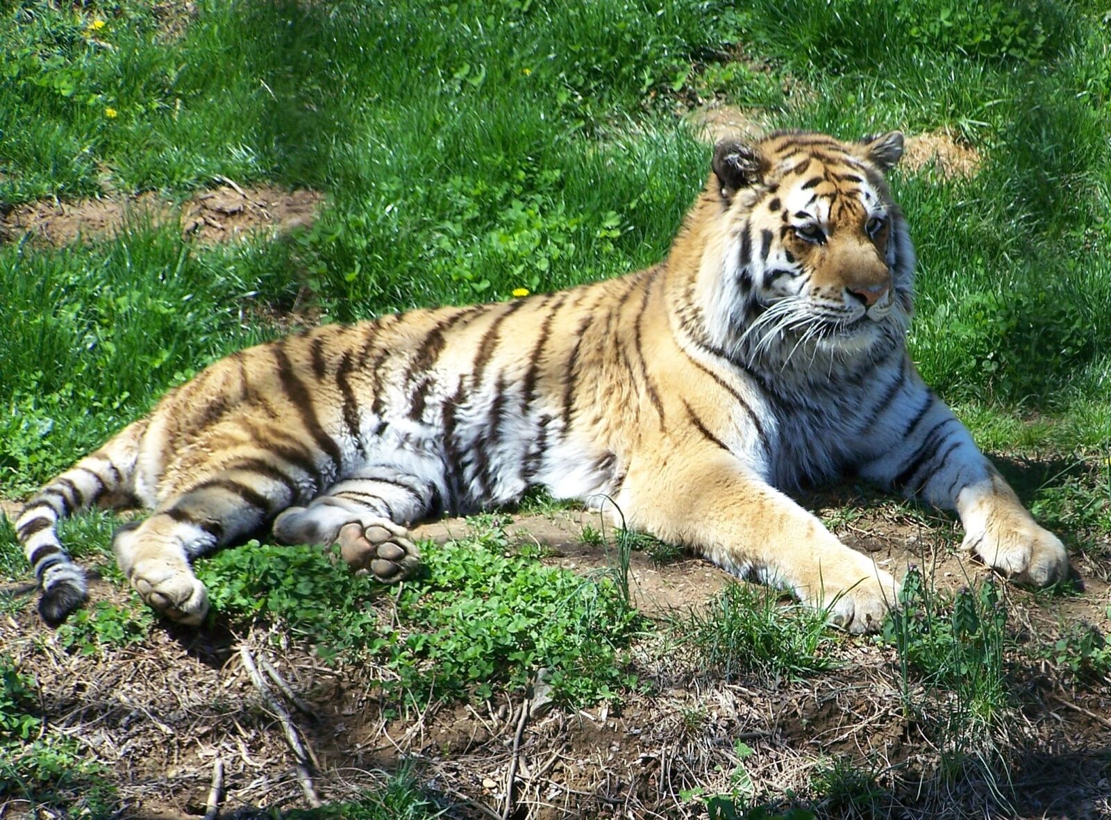 Kodak Z650 ZOOM DIGITAL CAMERA sample photo. Zoo, tiger, food chain photography