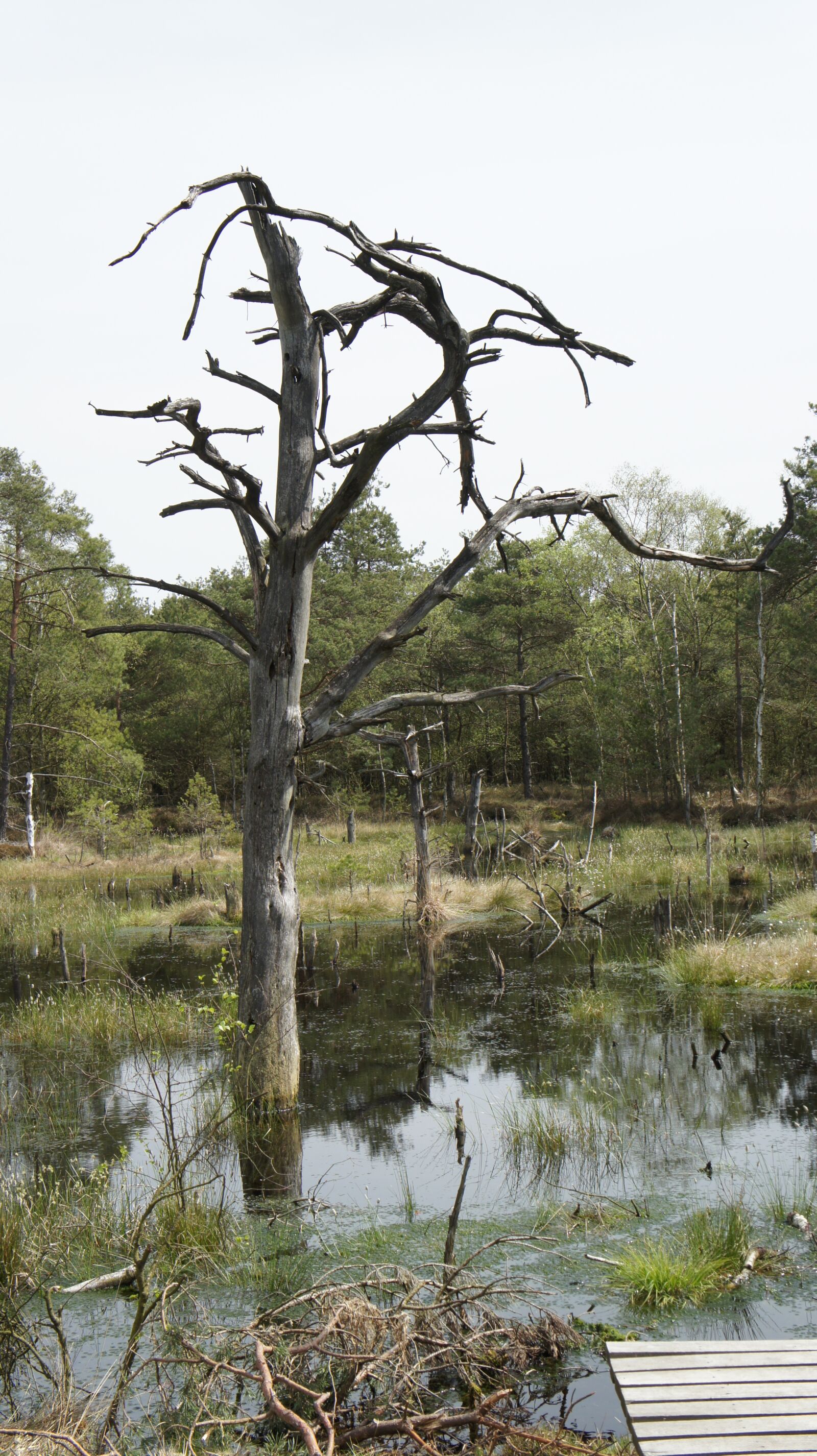 Sony Alpha NEX-5 sample photo. Moor, wetland, swamp photography