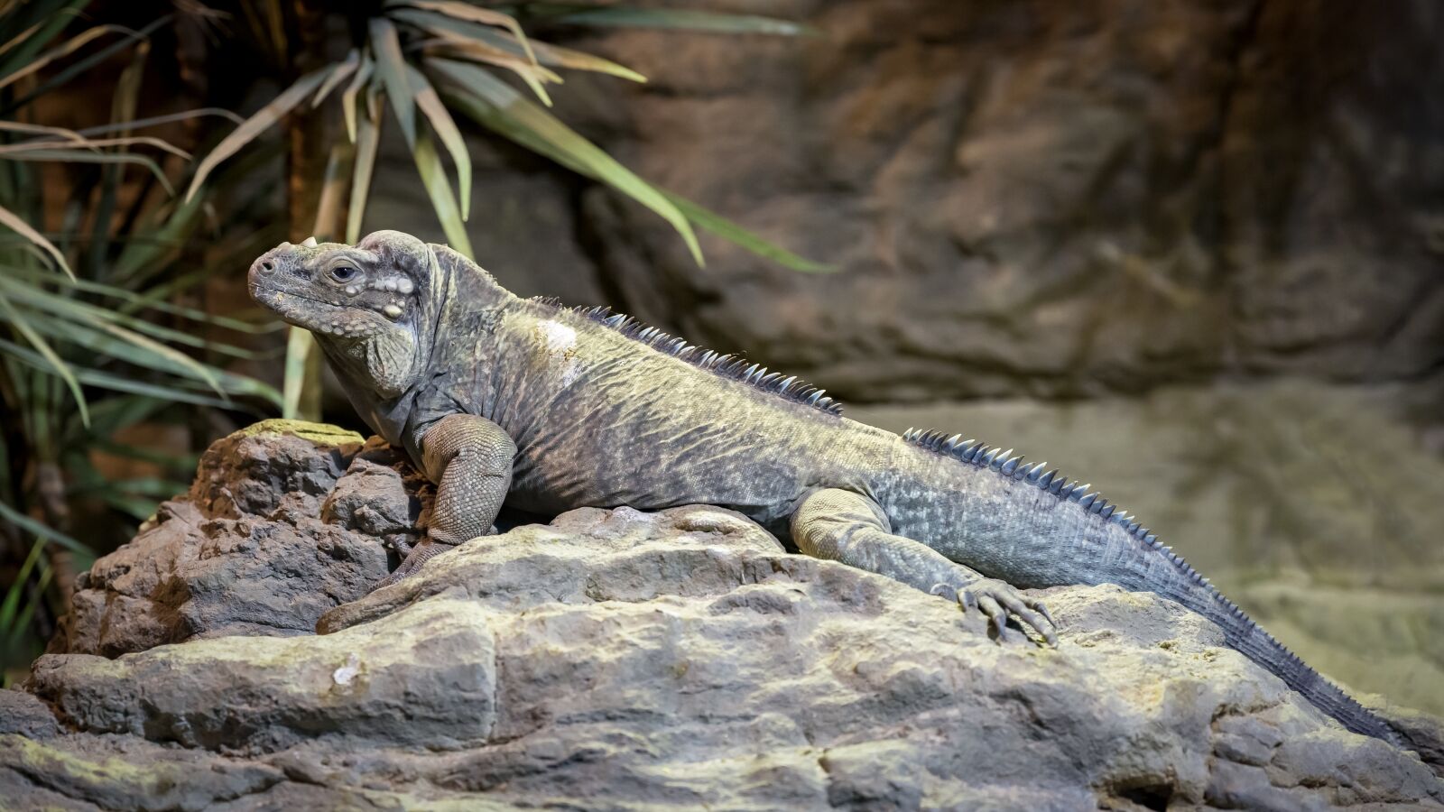 Canon EF 24-70mm F2.8L II USM sample photo. Iguanas, rhinoceros iguana, cyclura photography