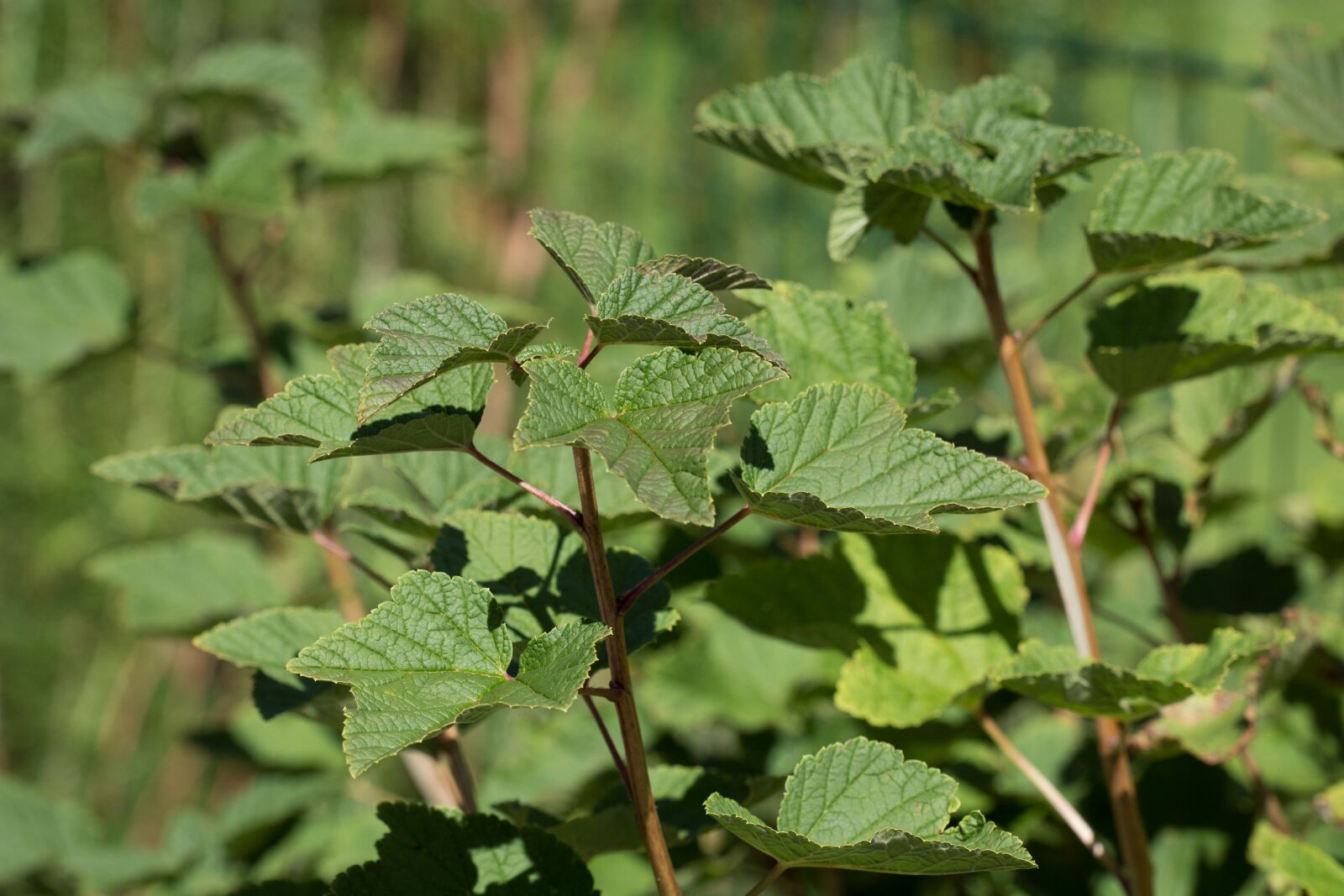 Nikon D7100 sample photo. Currant, currant leaves, leaves photography