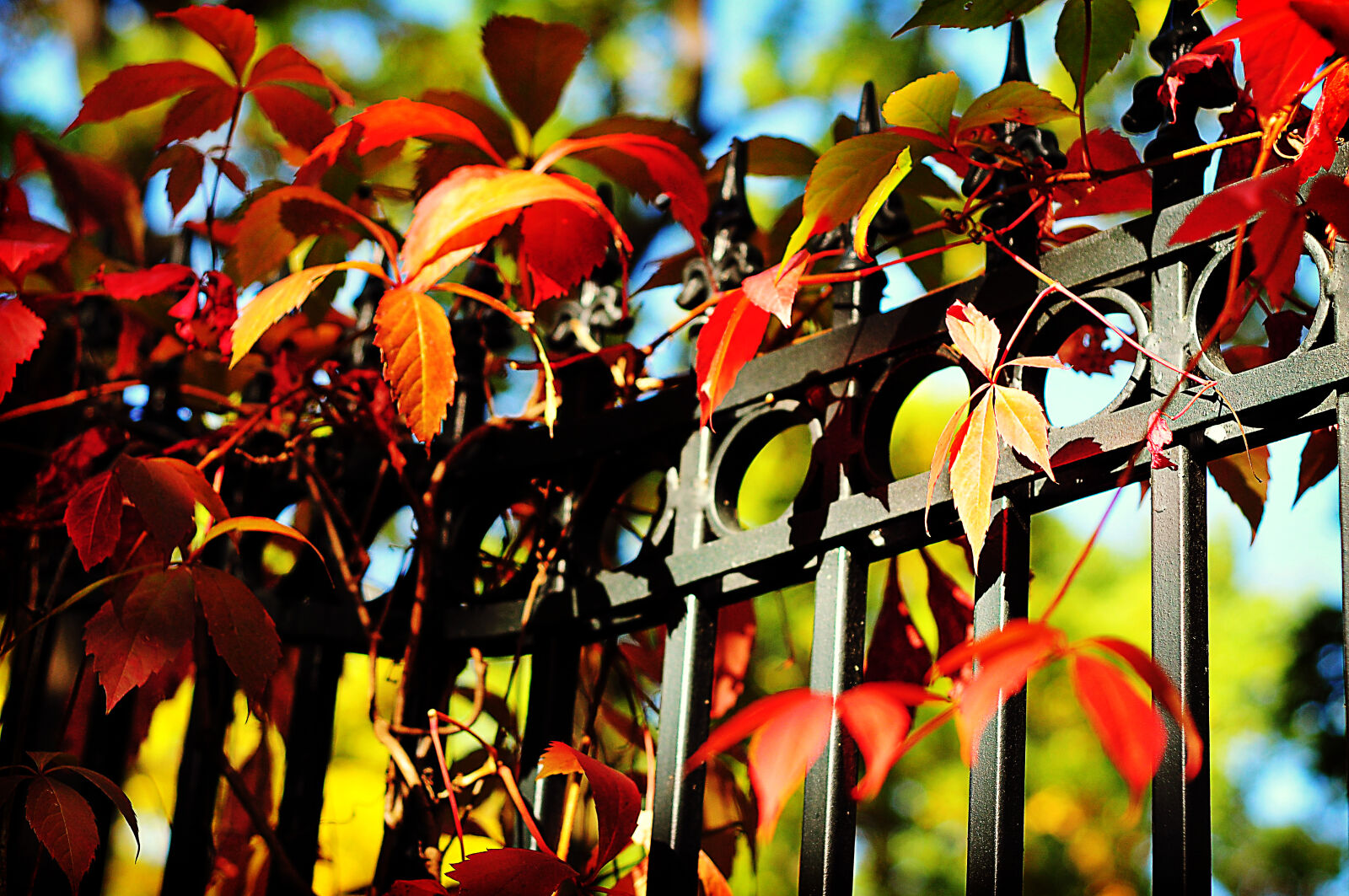 Nikon D300S sample photo. Colors, leafs, sun, sunny photography
