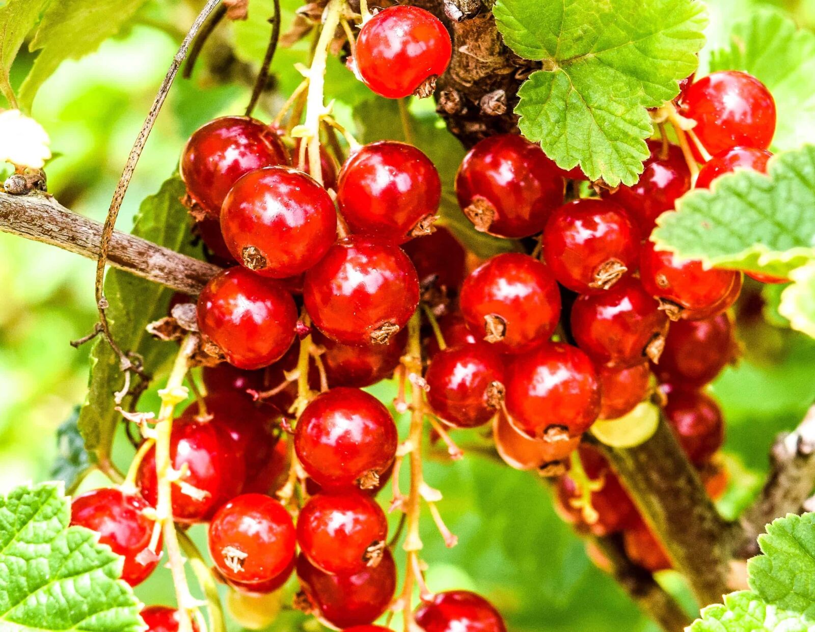 Nikon D3300 sample photo. Leaf, delicious, food, berry photography