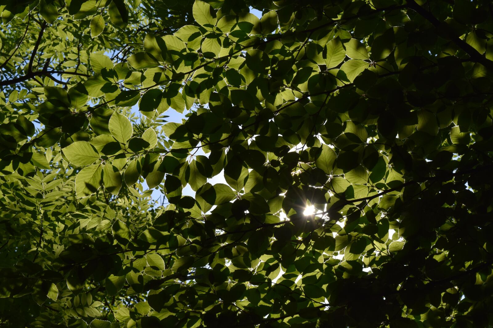 Nikon D3300 sample photo. Nature, wood, foliage photography