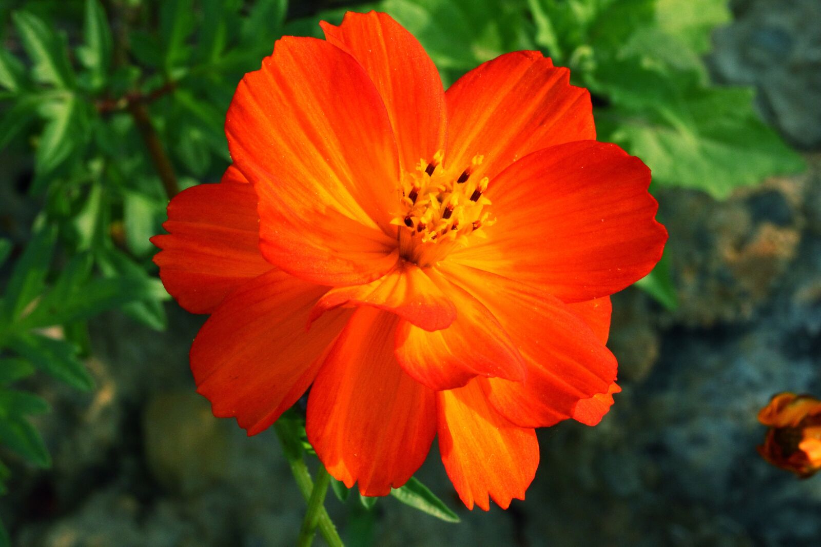 Canon EF 100mm F2.8L Macro IS USM sample photo. Red flower, natural, close photography