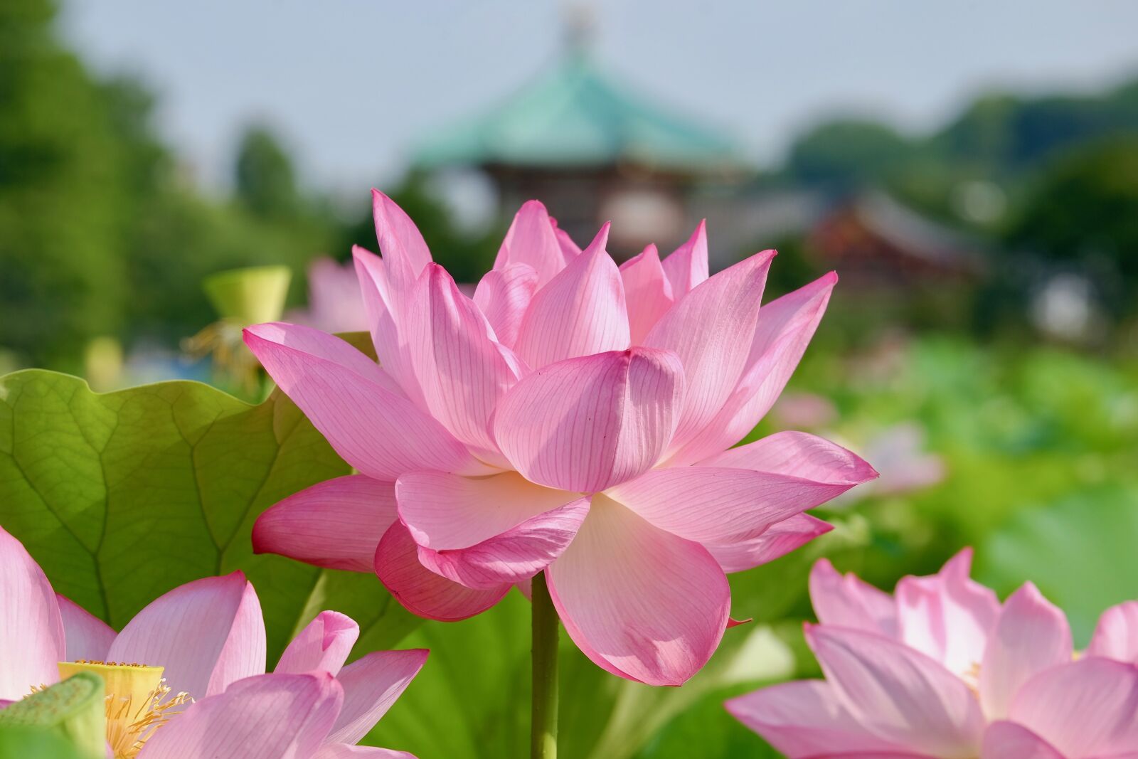 Fujifilm XF 55-200mm F3.5-4.8 R LM OIS sample photo. Lotus, flower, temple photography