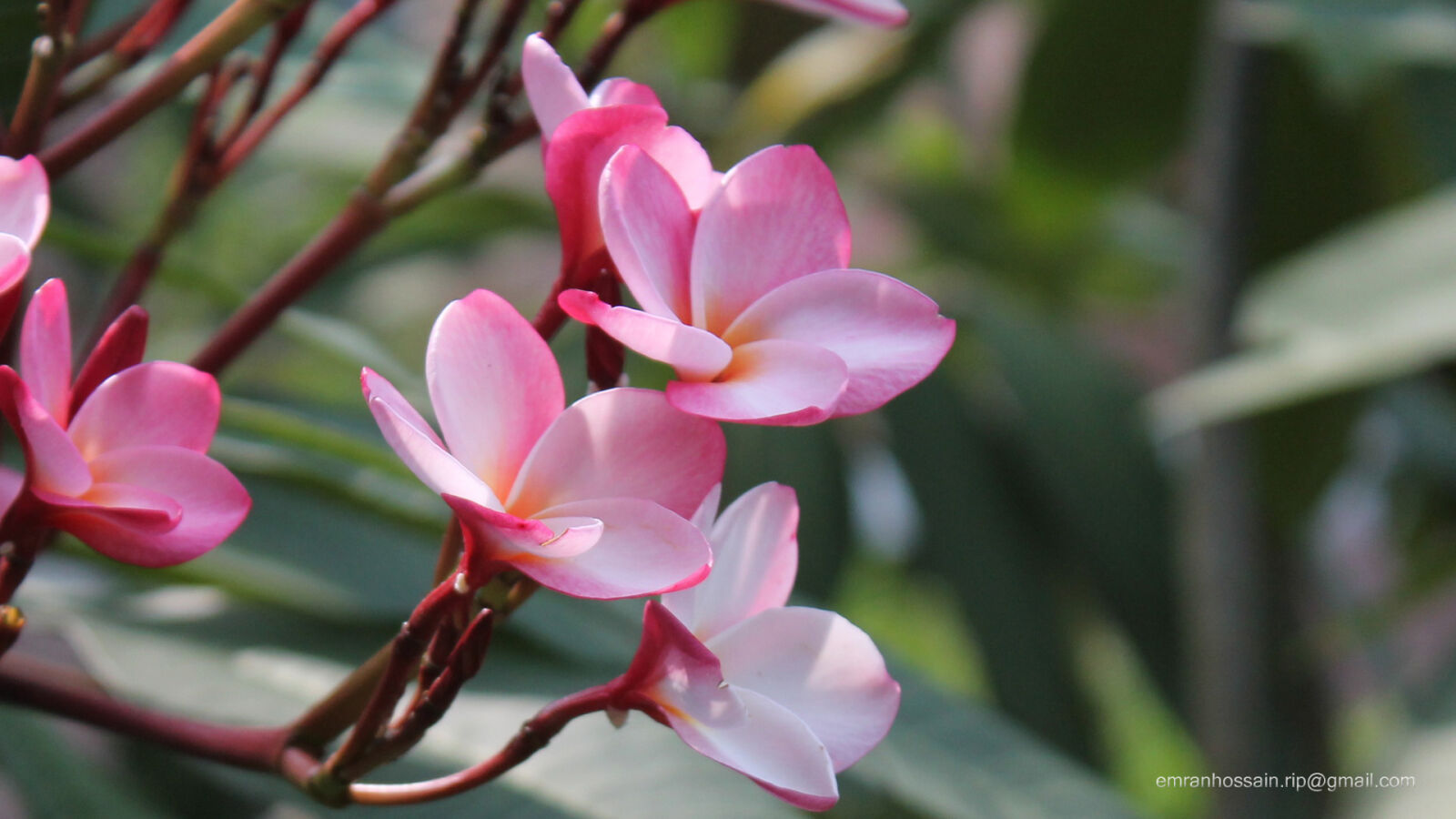 Canon EOS 1100D (EOS Rebel T3 / EOS Kiss X50) sample photo. Nature, nice, wallpaper photography