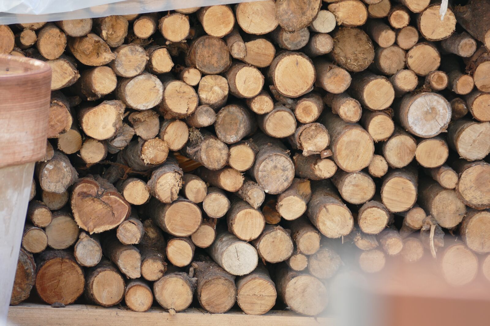 Panasonic Lumix DMC-FZ1000 sample photo. Wood, firewood, growing stock photography