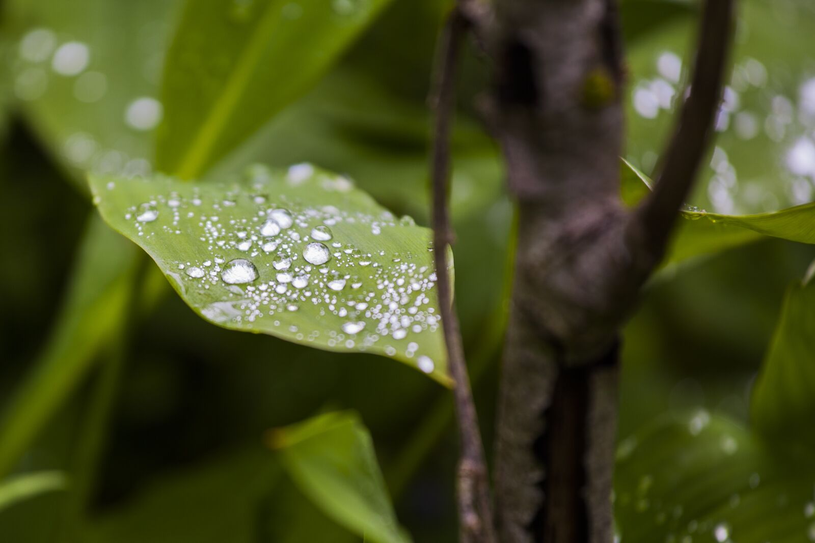 Canon EOS 5D Mark II + Canon EF 70-200mm F4L IS USM sample photo. Leaf, green, nature photography
