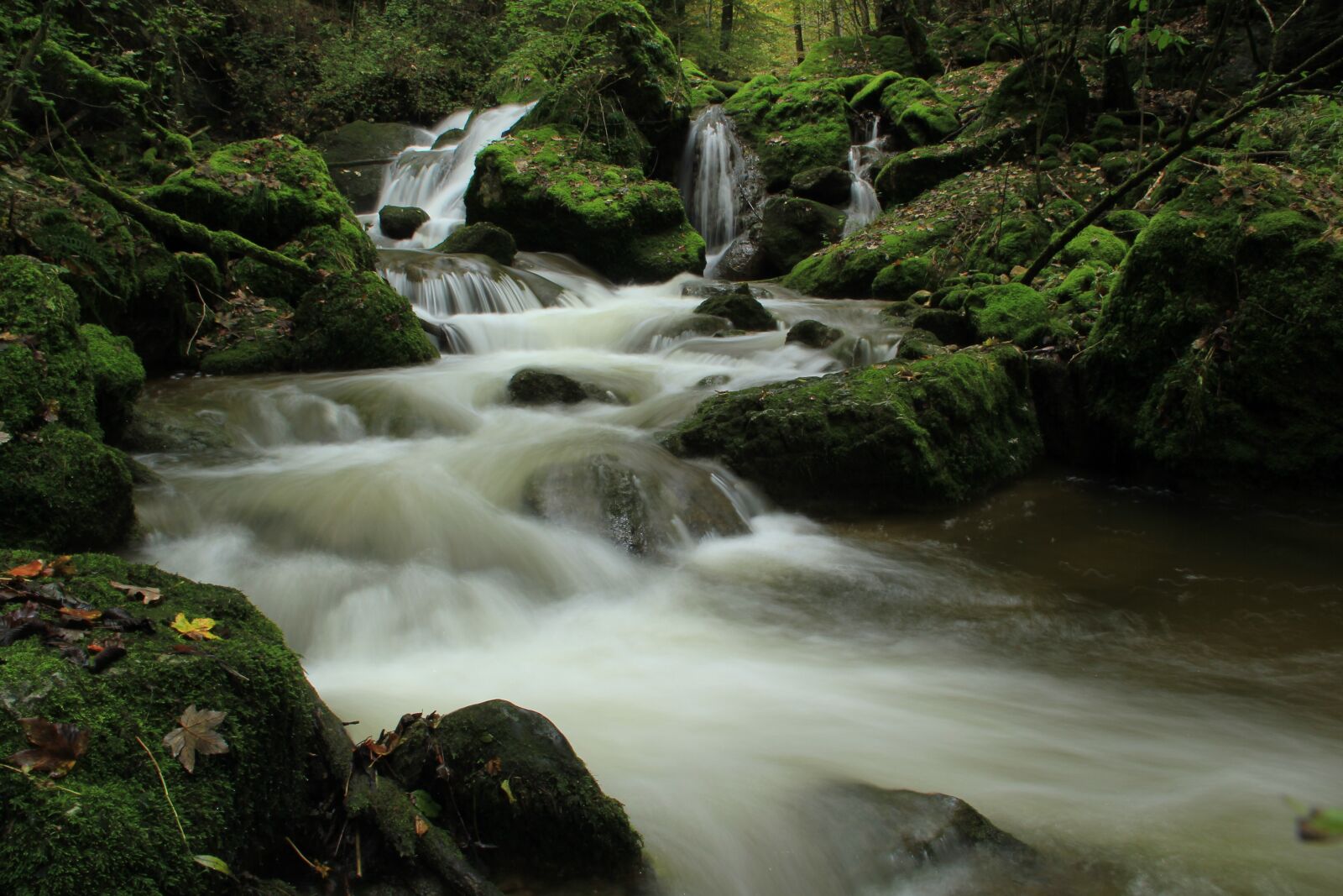 Canon EOS 550D (EOS Rebel T2i / EOS Kiss X4) sample photo. Forest, bach, water photography