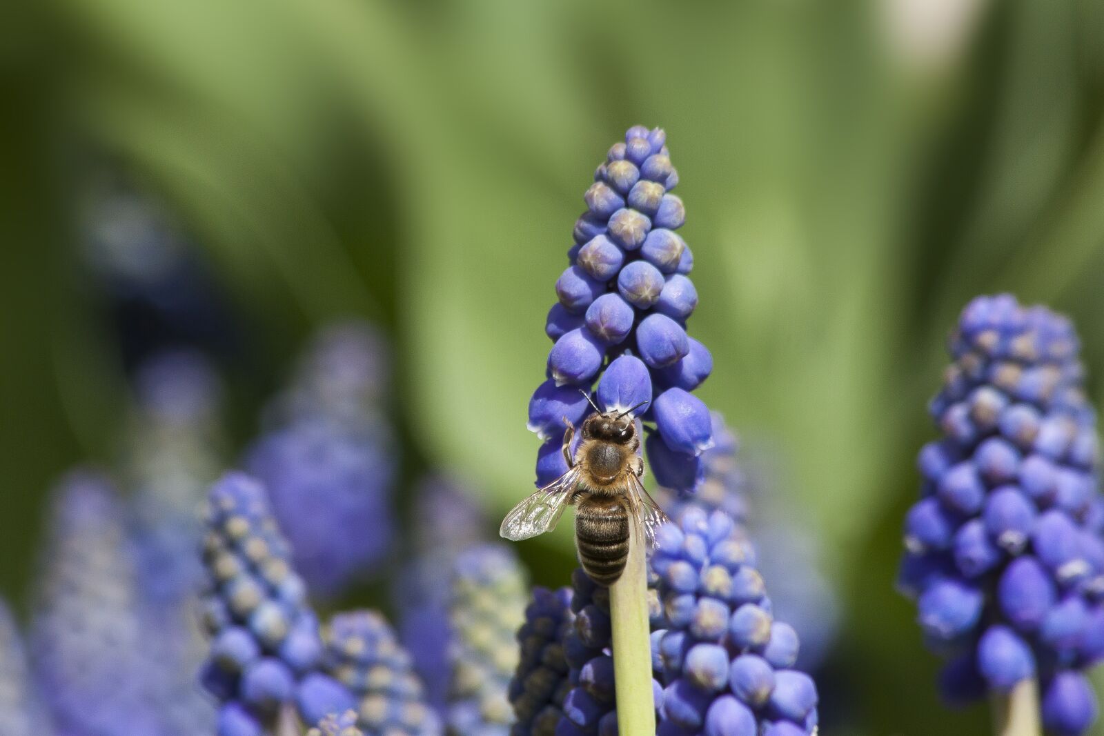 Canon EOS 50D sample photo. Muscari, muscari armeniacum, spring photography
