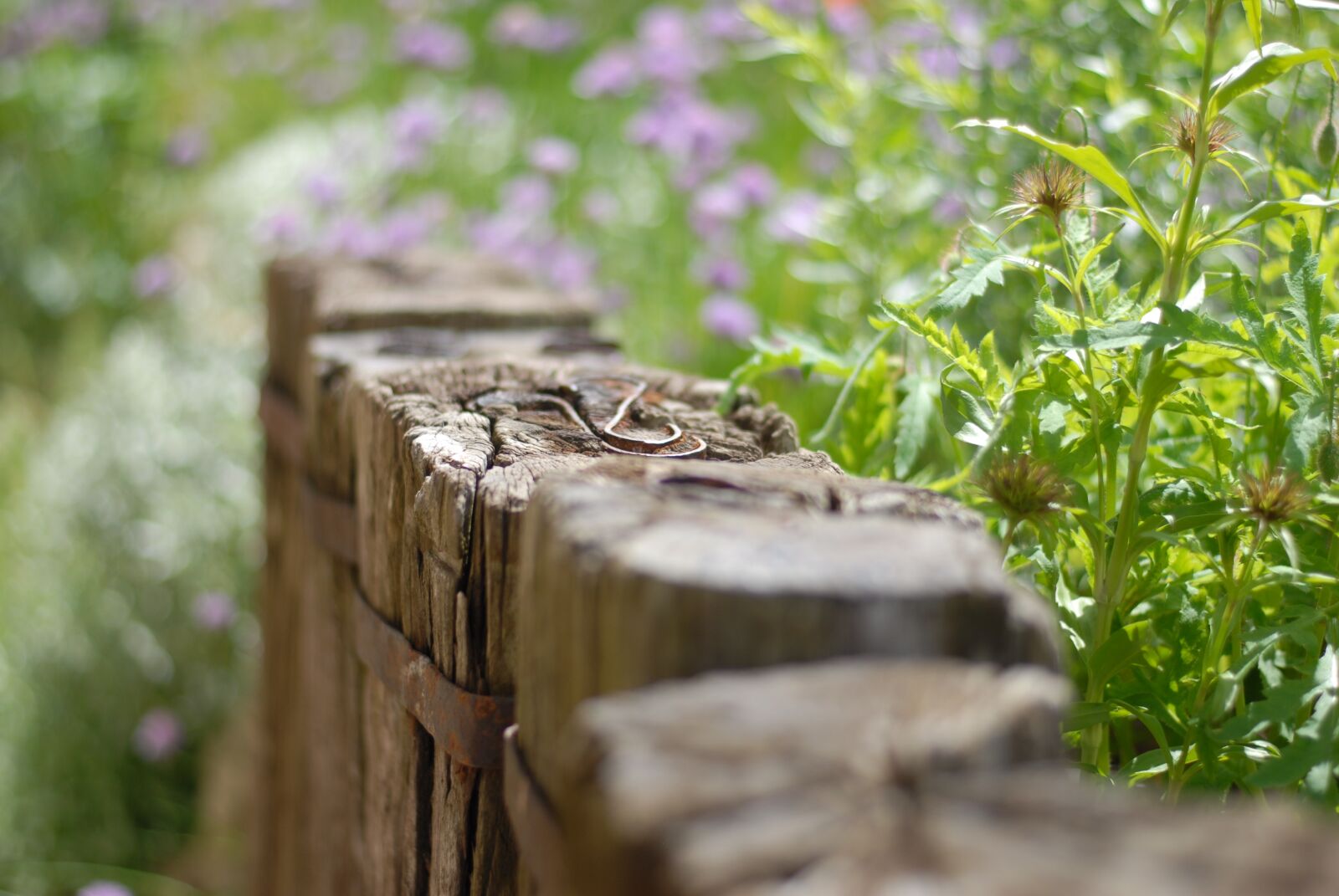 Nikon D200 sample photo. Wood, flora, nature photography