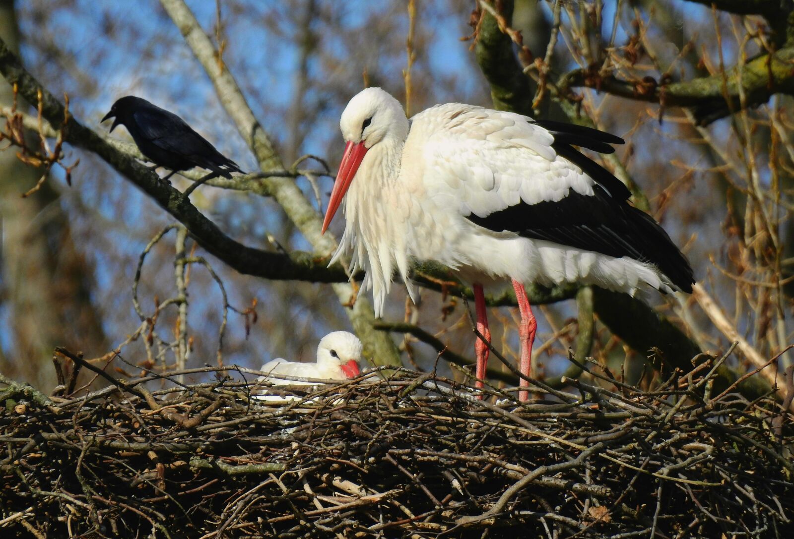 Nikon Coolpix P900 sample photo. Stork, wading bird, animal photography