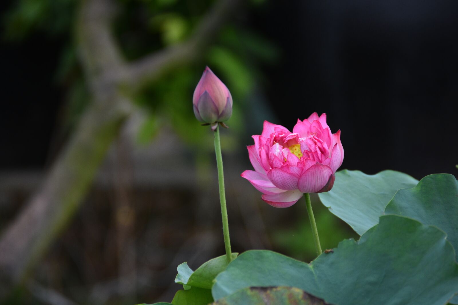 Nikon D7200 sample photo. Lotus, flower, pond photography