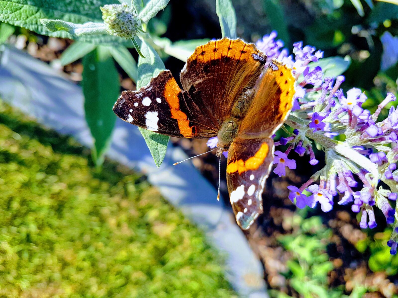 Samsung Galaxy S7 sample photo. Butterfly, spring, macro photography
