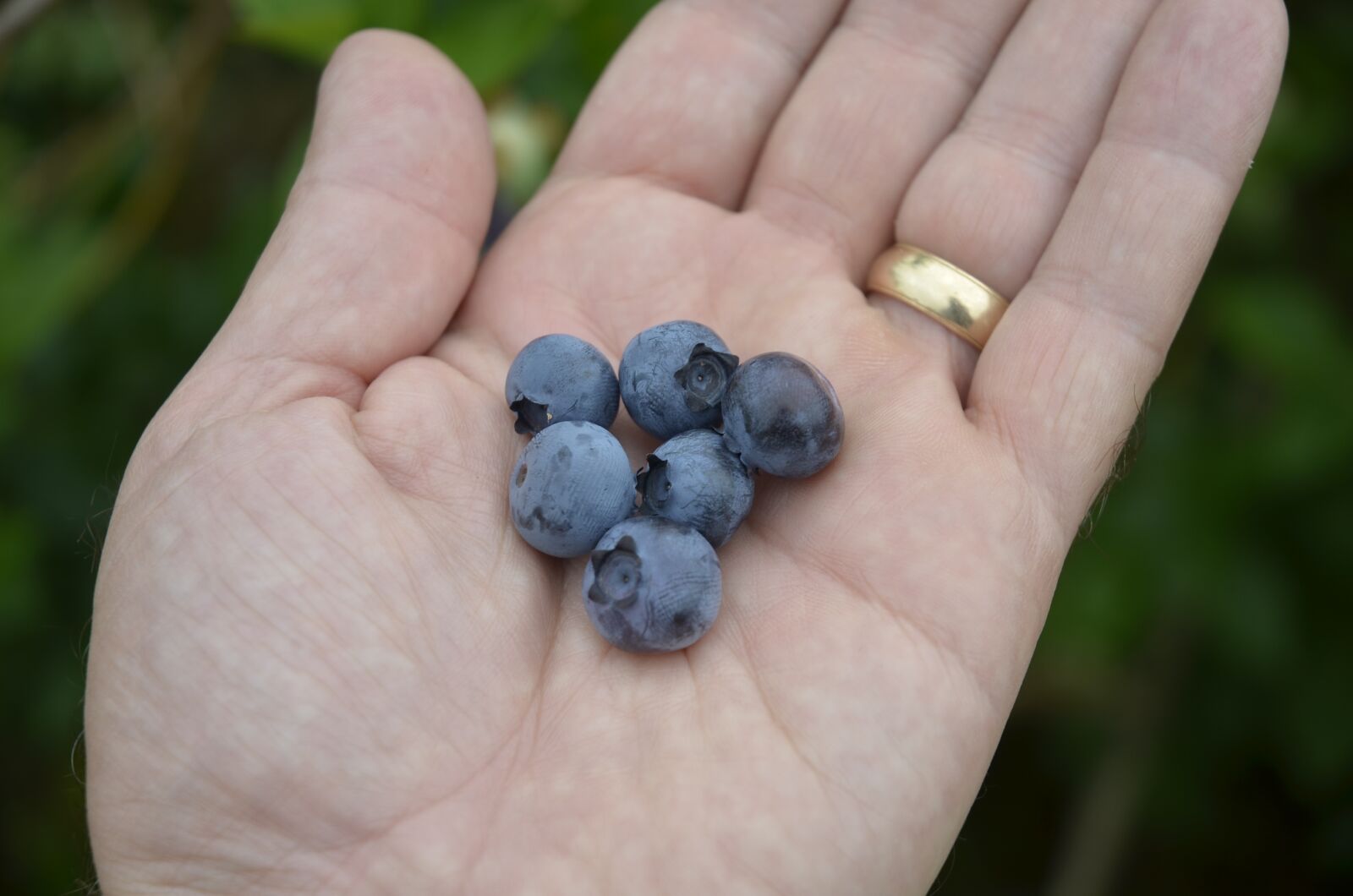 Nikon D7000 sample photo. Blueberries, fresh picked fruit photography