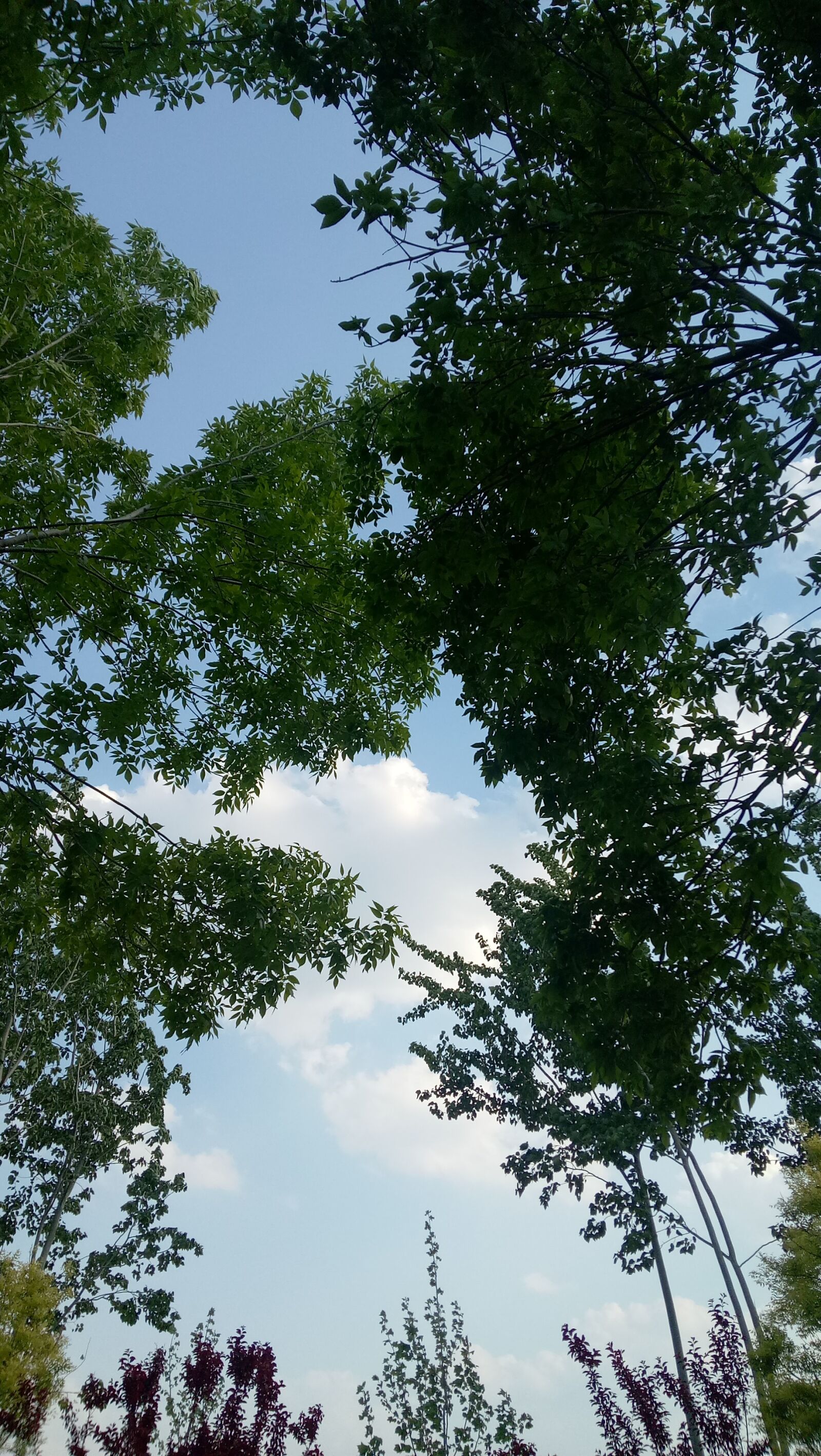 OPPO A37M sample photo. Sky, cloud, tree photography