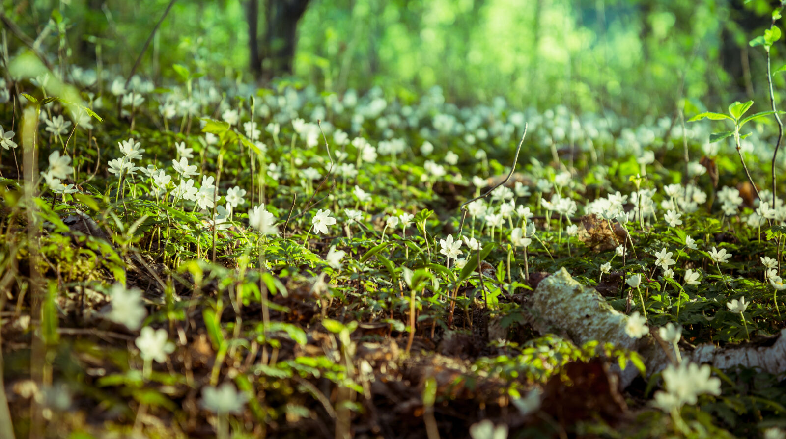 Nikon D610 sample photo. Background, beautiful, flowers, close photography