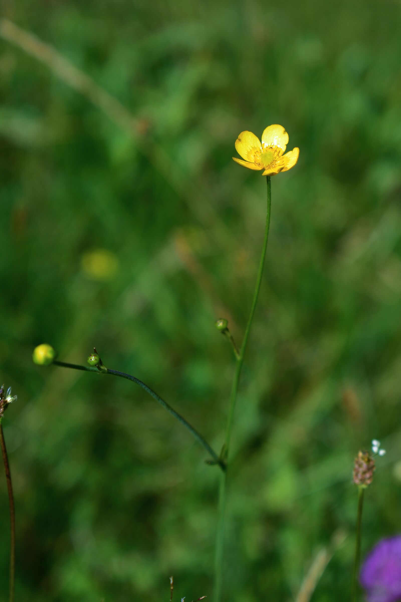 Nikon D3500 sample photo. Wild flowers, flower, green photography