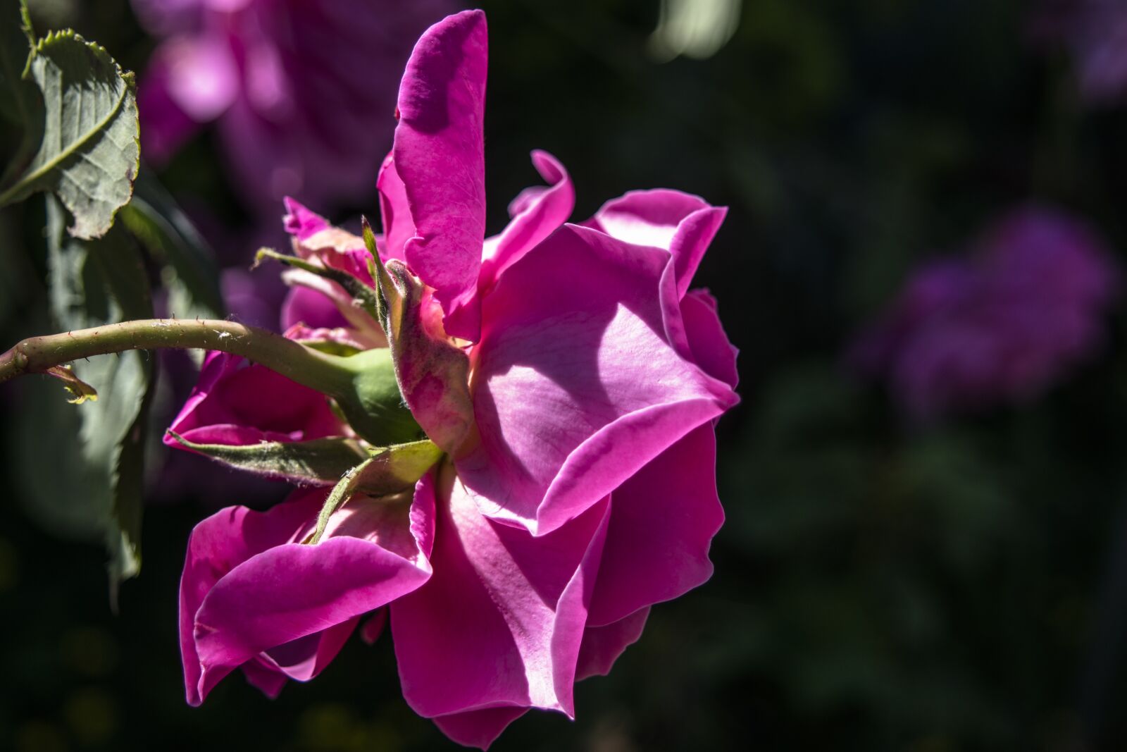 Nikon D3300 sample photo. Flowers, nature, rose photography