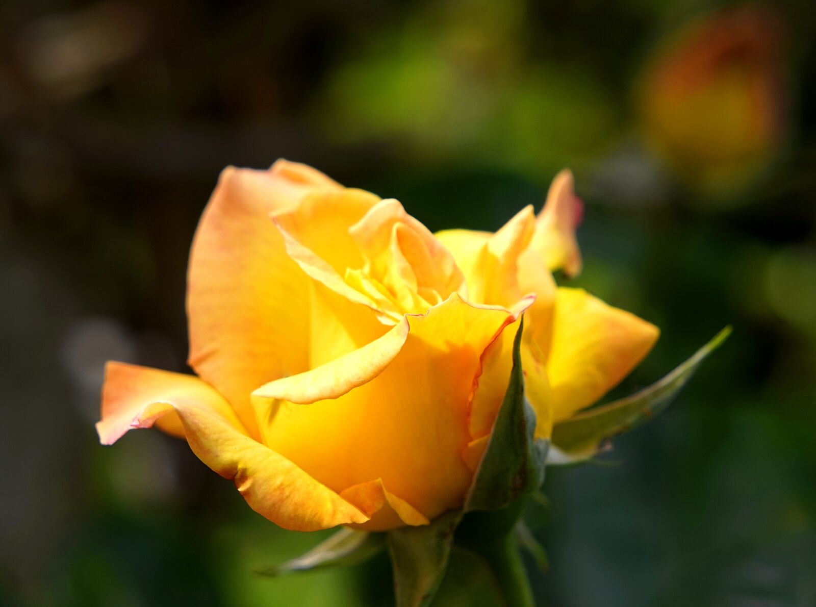 Sony Alpha a5000 (ILCE 5000) + Sony E 55-210mm F4.5-6.3 OSS sample photo. Rose, blossom, bloom photography