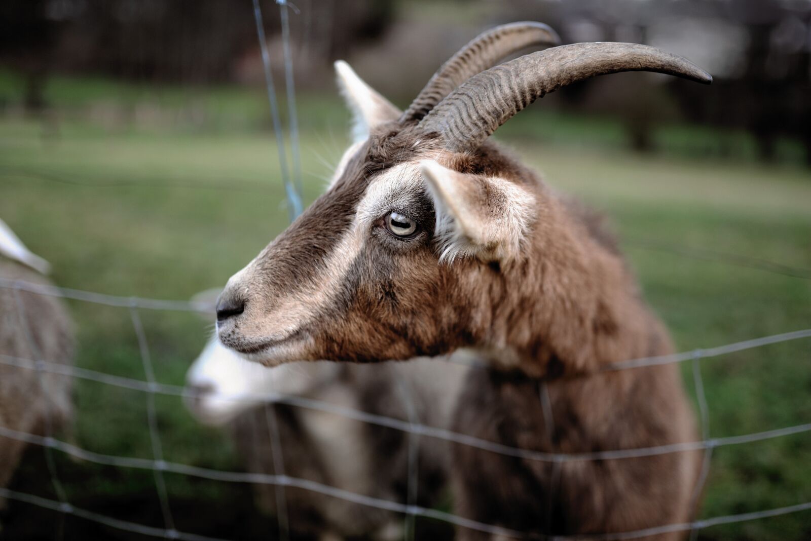 Nikon D610 sample photo. Goat, billy goat, animal photography