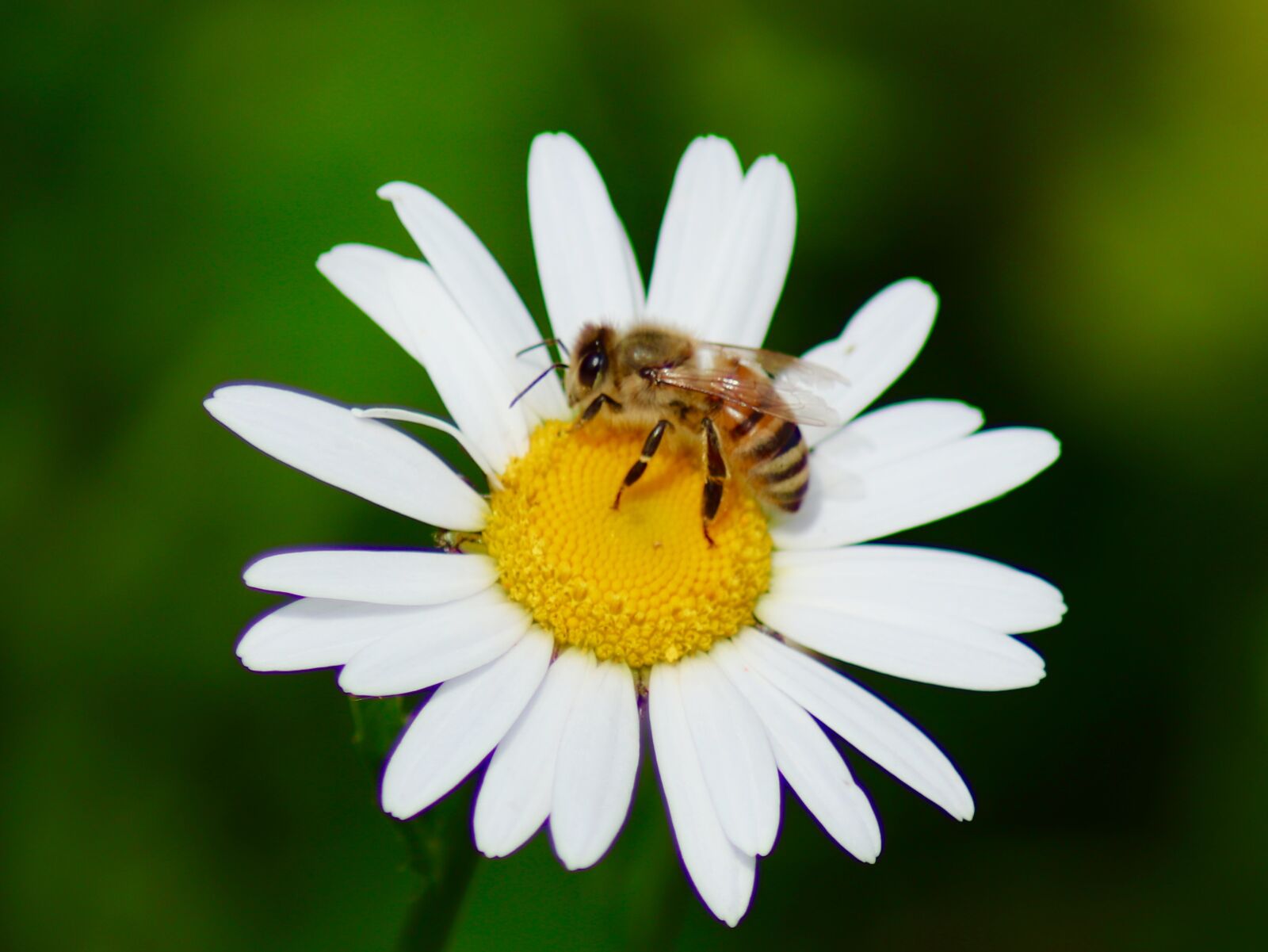 Canon EOS 77D (EOS 9000D / EOS 770D) sample photo. Plant, insect, nature photography