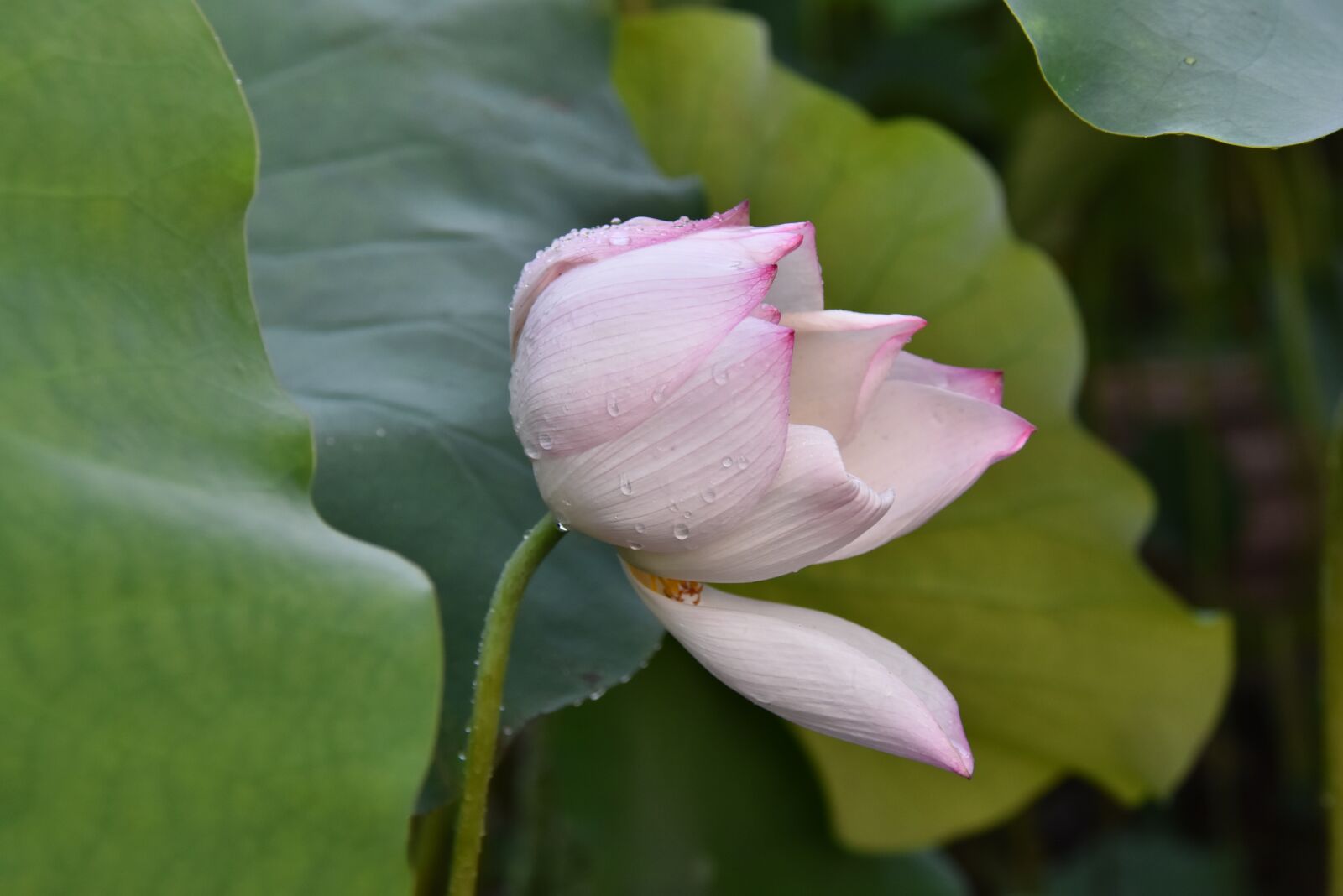 Nikon D7200 sample photo. Lotus flowers, aquatic plants photography