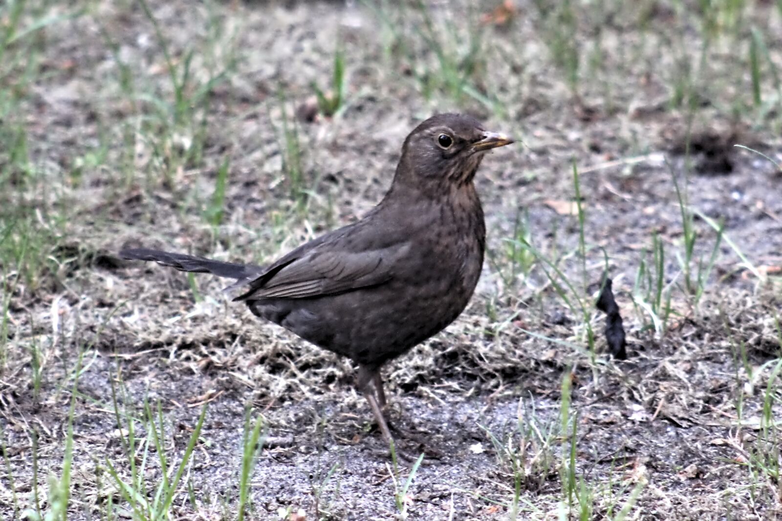 Canon EOS 550D (EOS Rebel T2i / EOS Kiss X4) sample photo. Blackbird female, blackbird, throttle photography