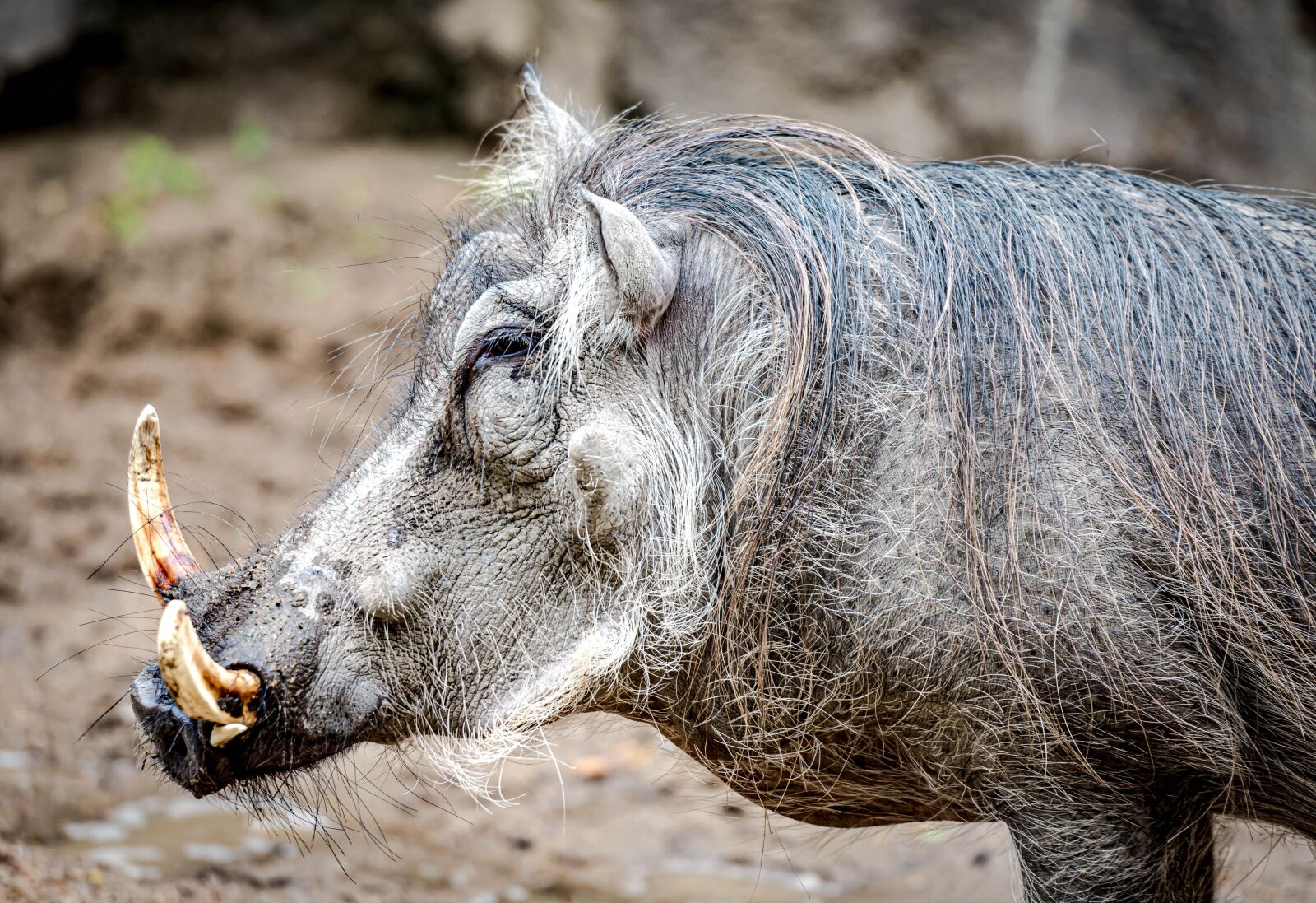 Nikon D810 sample photo. Wild boar, zoo, wild photography