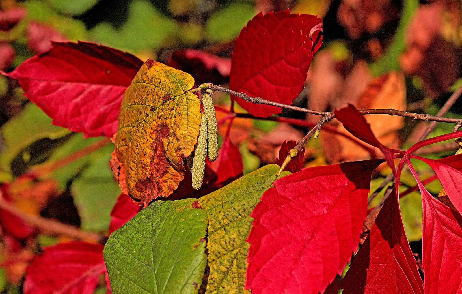 Canon EOS 5D Mark II sample photo. Foliage, colorful, autumn photography
