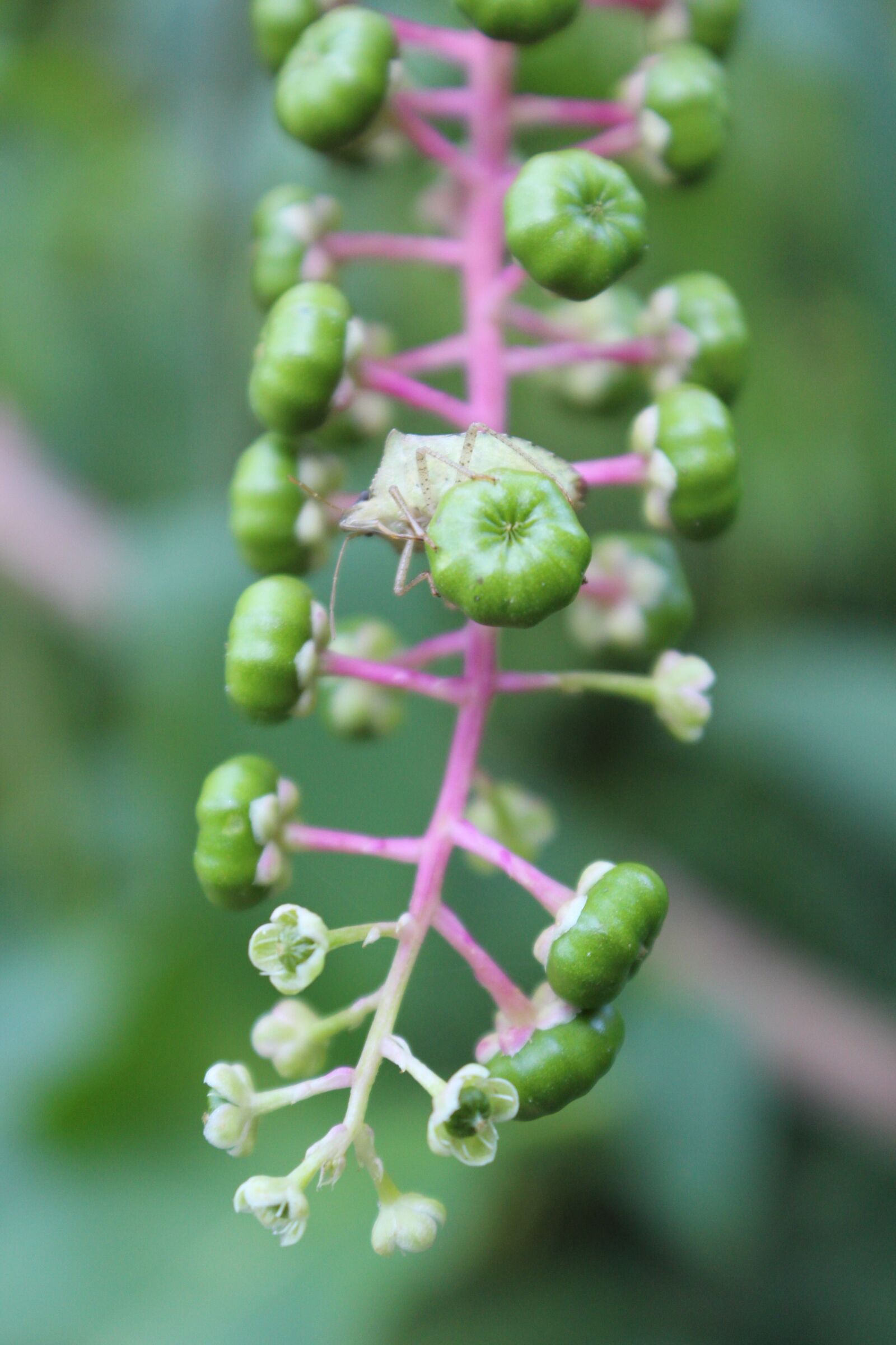 Canon EOS 650D (EOS Rebel T4i / EOS Kiss X6i) sample photo. Bug, insect, plant photography